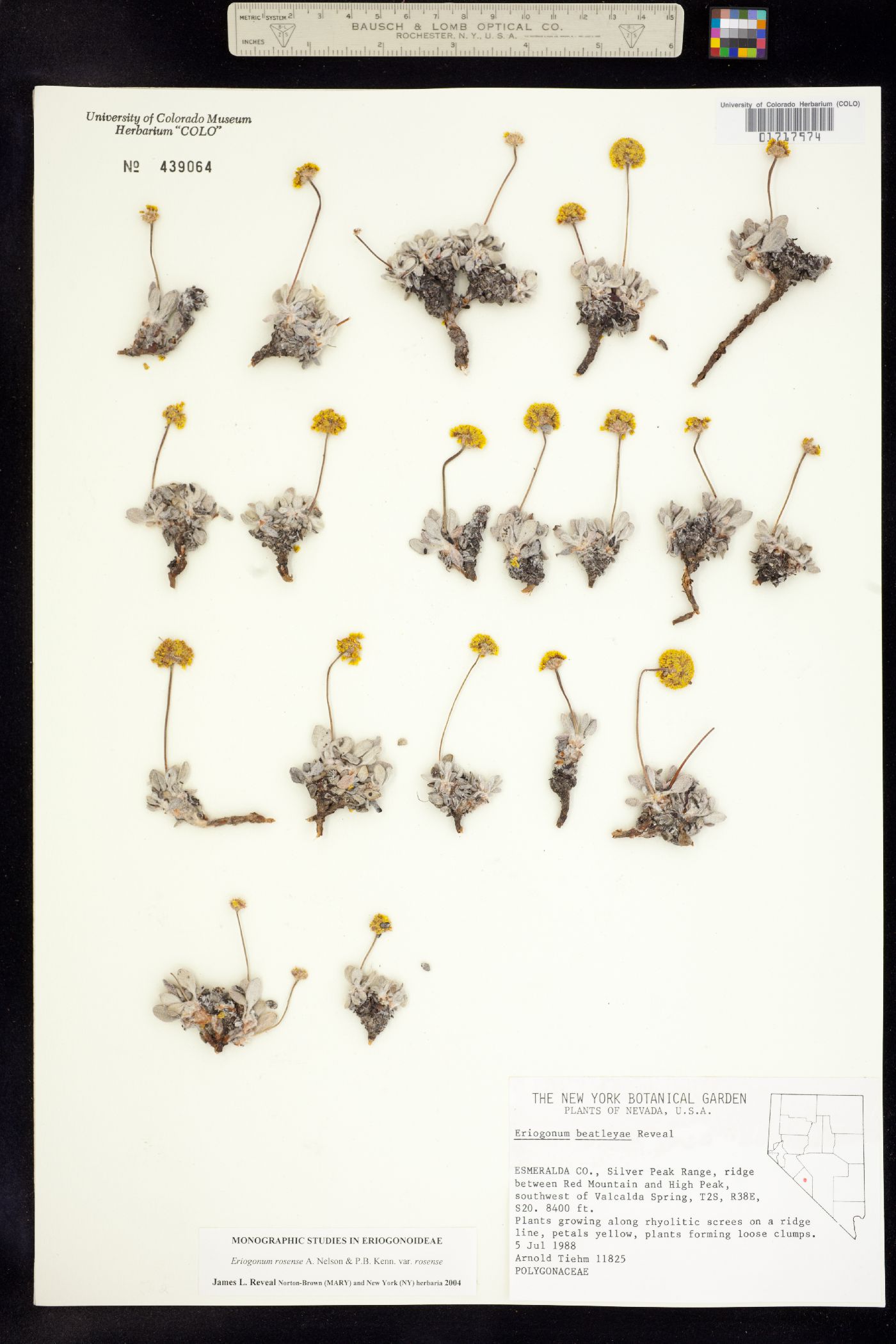 Eriogonum rosense image