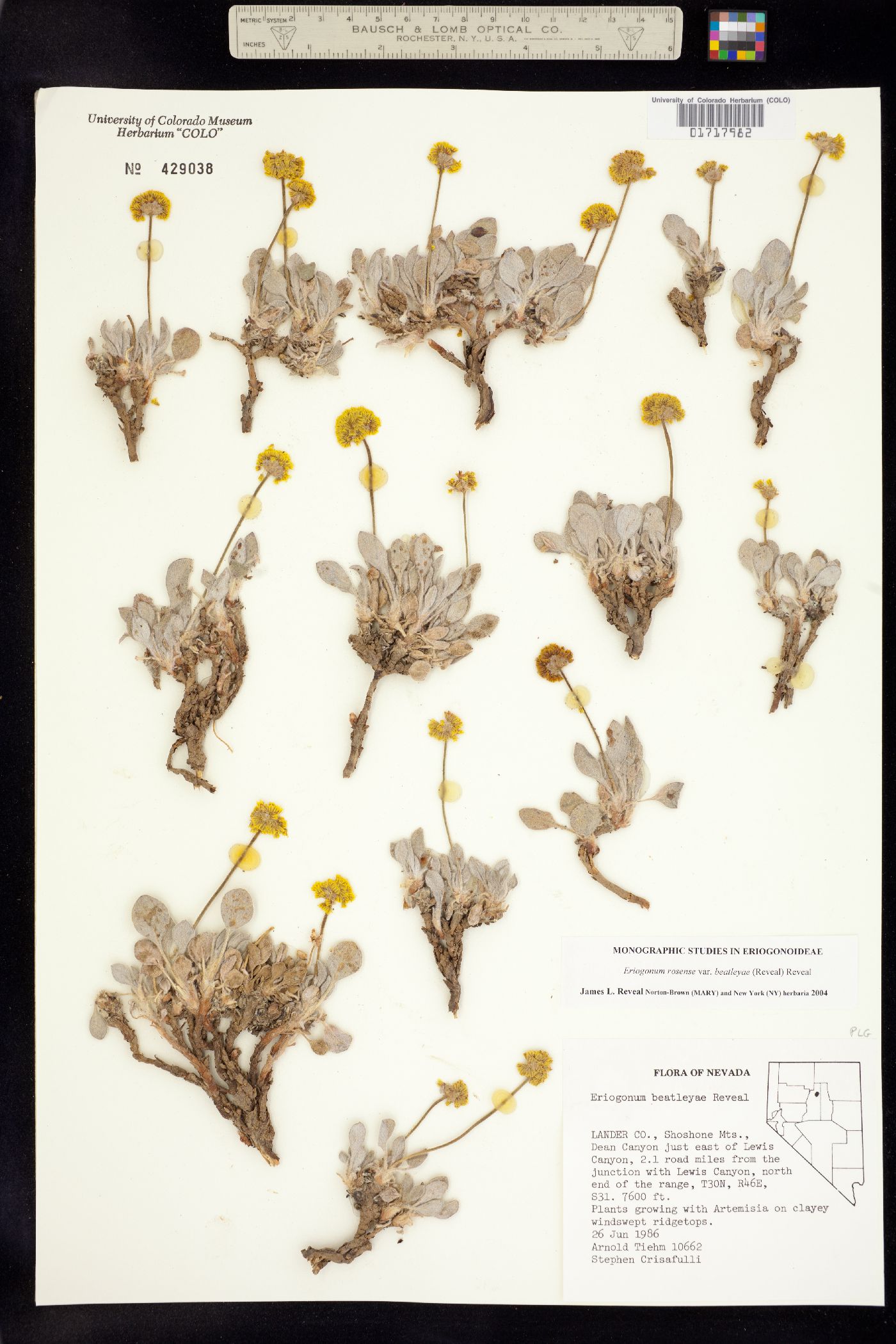 Eriogonum rosense image