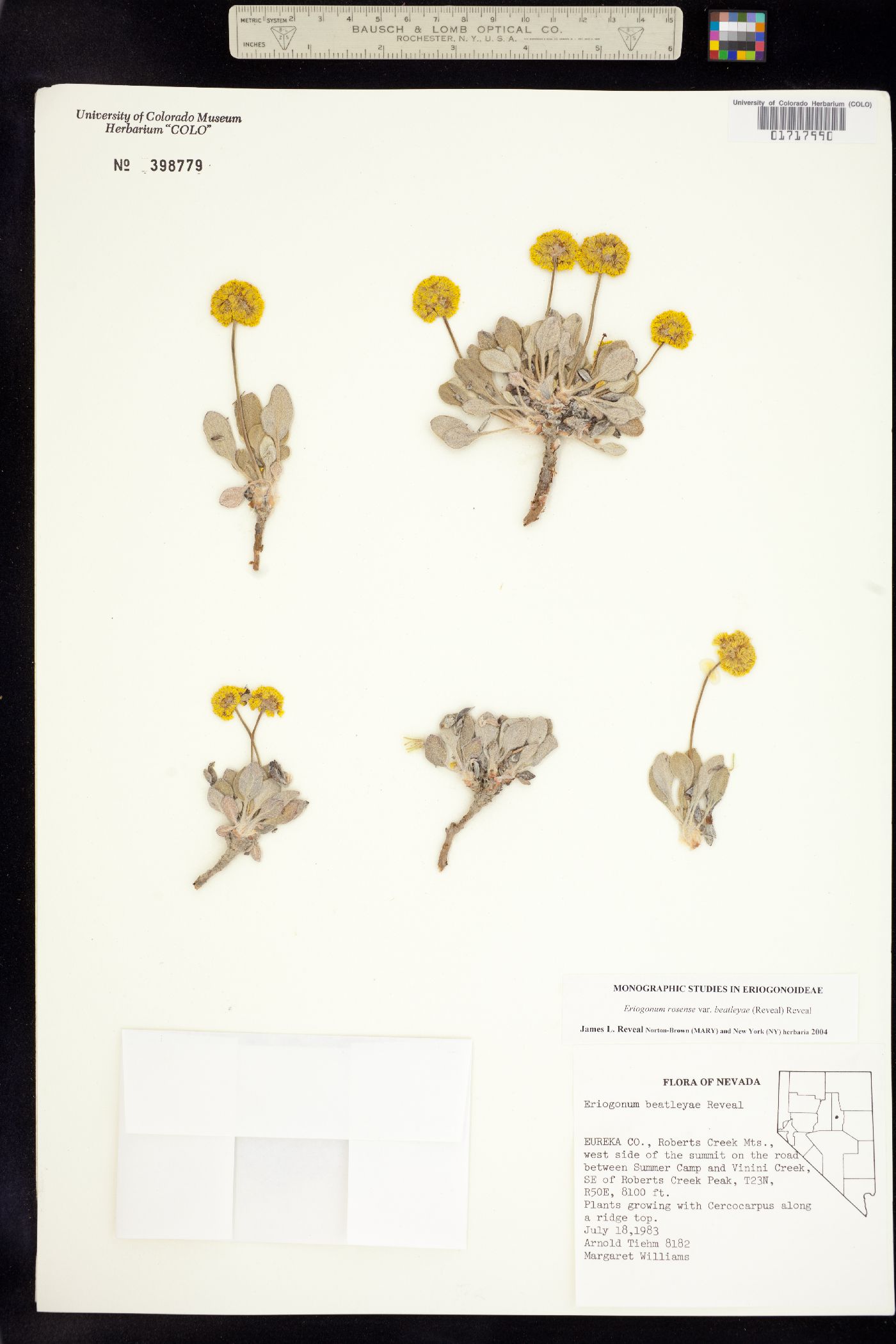 Eriogonum rosense image