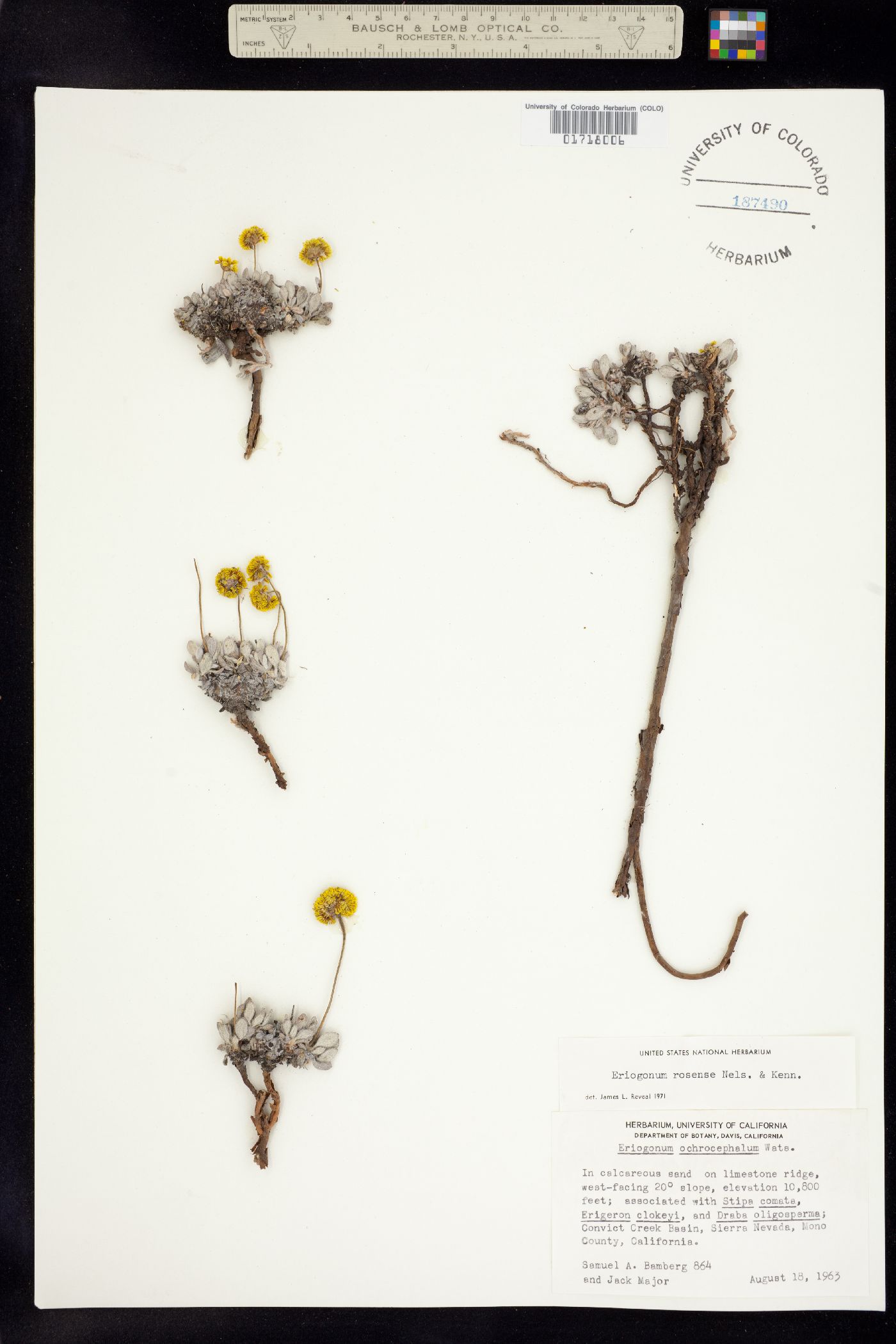 Eriogonum rosense image