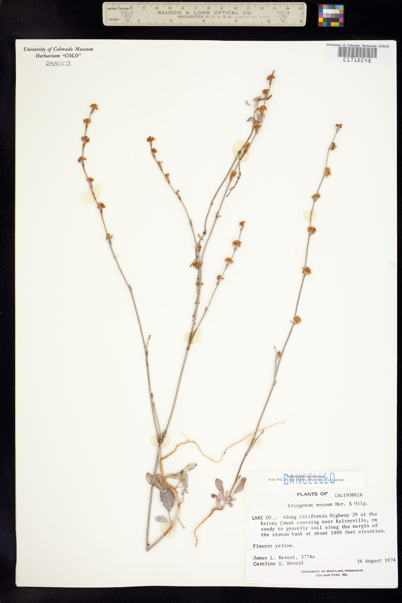 Eriogonum roseum image