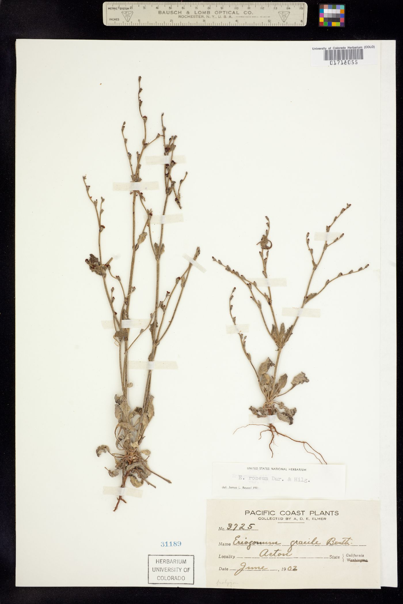 Eriogonum roseum image