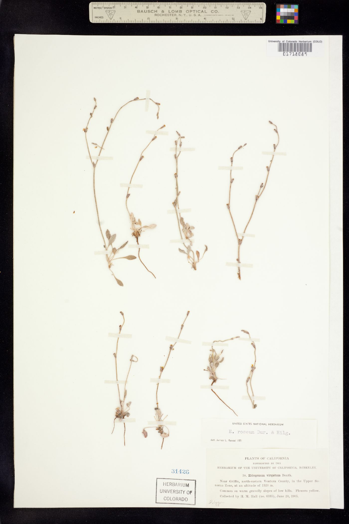 Eriogonum roseum image