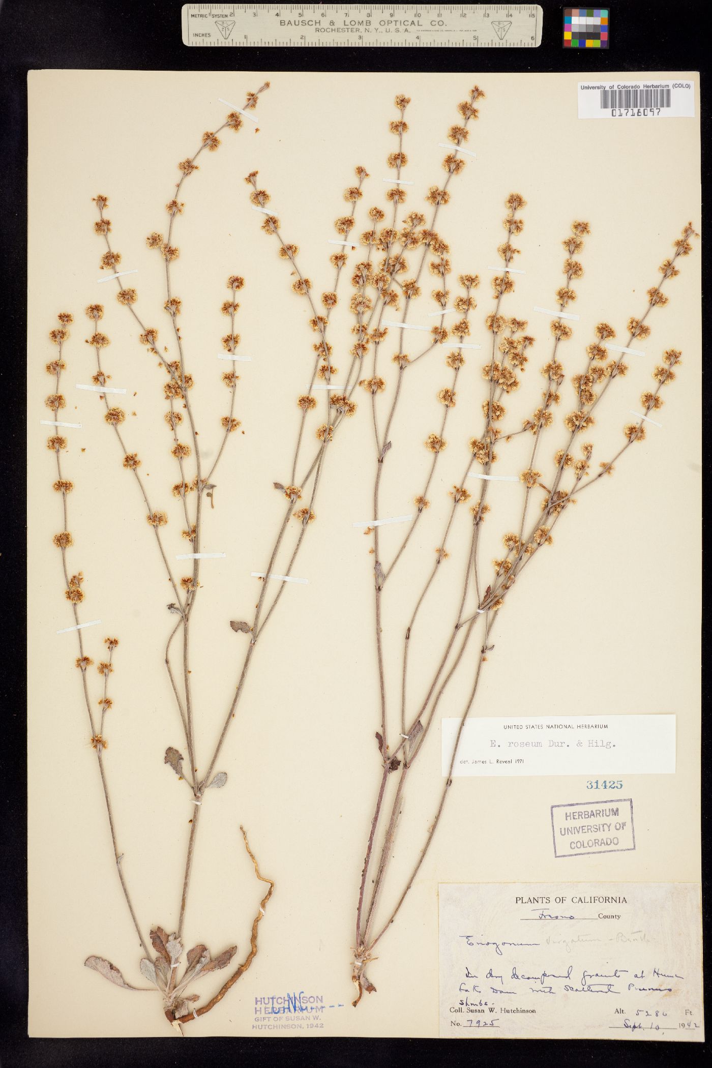 Eriogonum roseum image