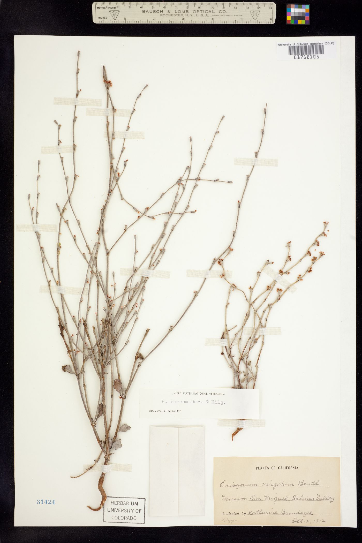 Eriogonum roseum image
