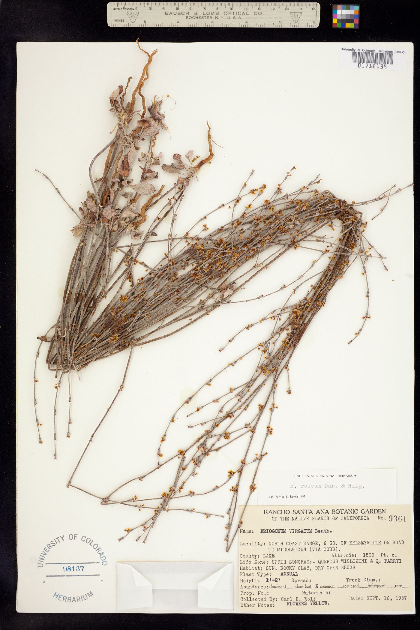 Eriogonum roseum image