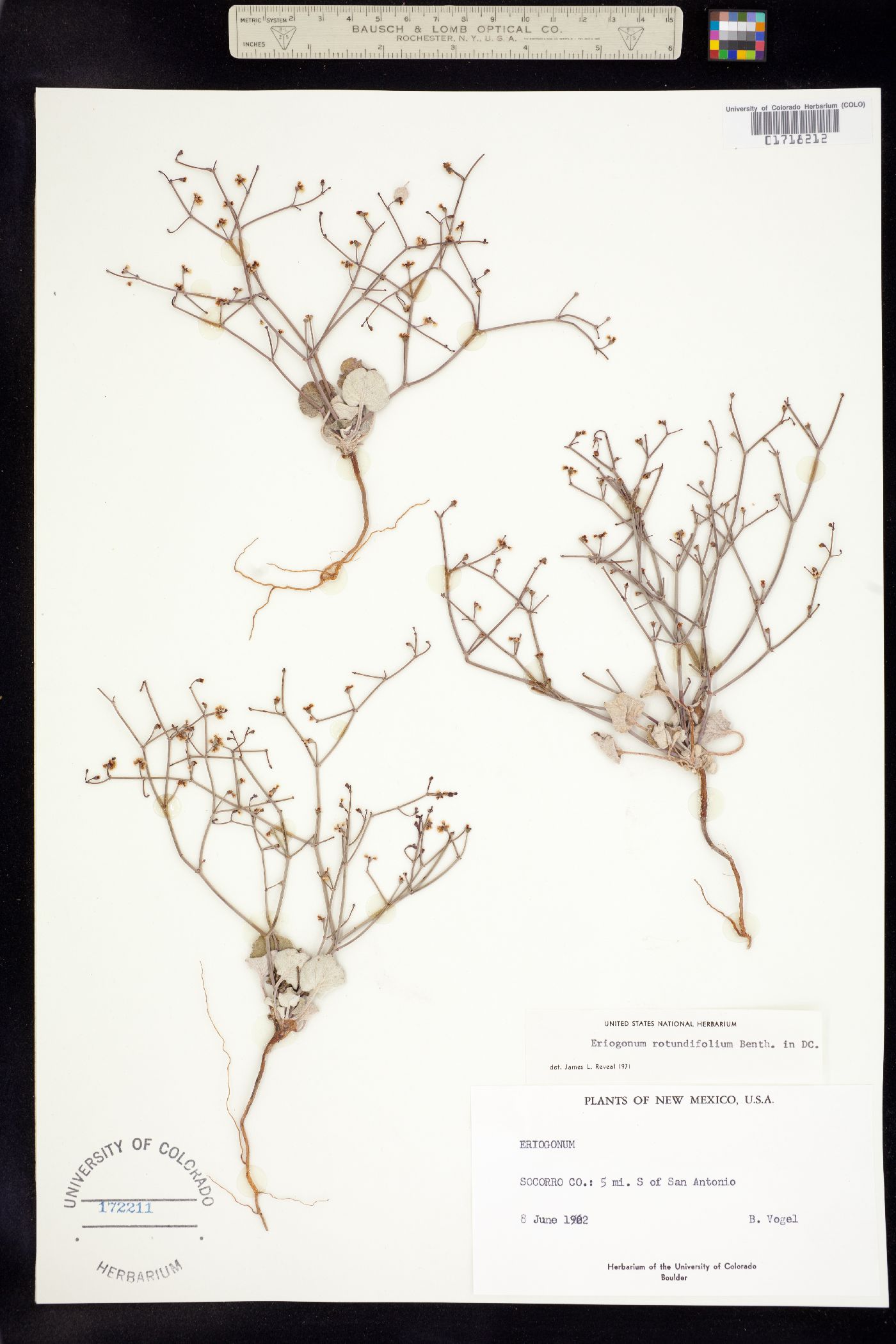 Eriogonum rotundifolium image
