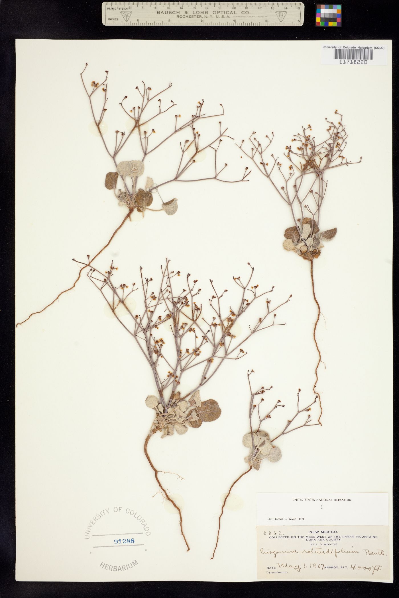 Eriogonum rotundifolium image