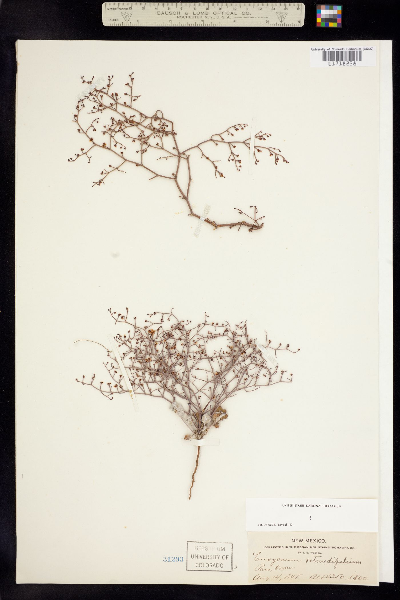 Eriogonum rotundifolium image