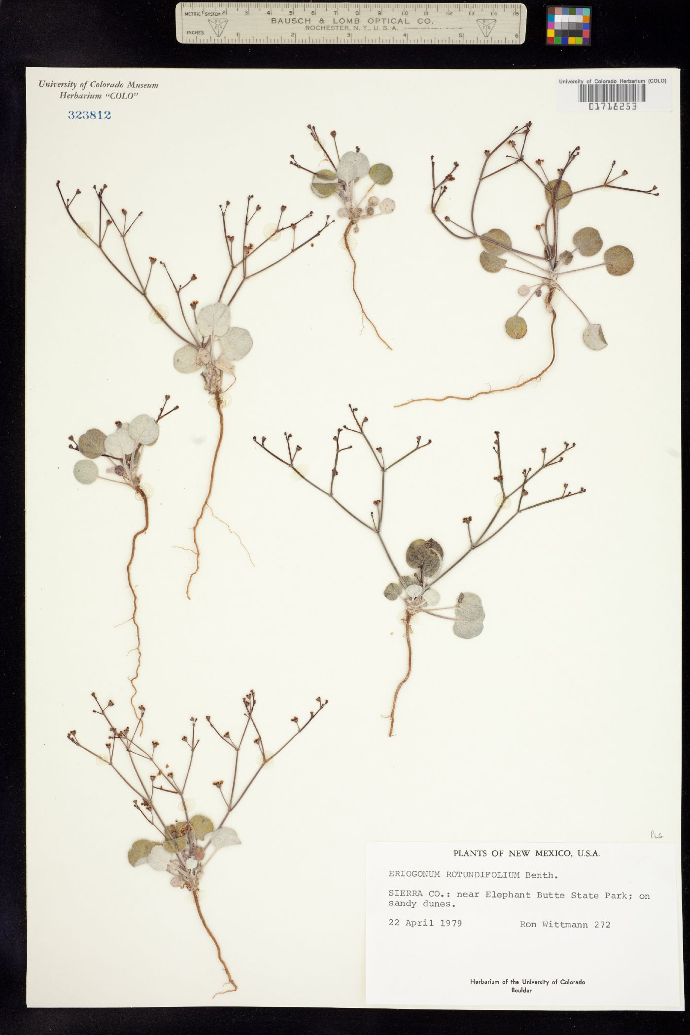 Eriogonum rotundifolium image