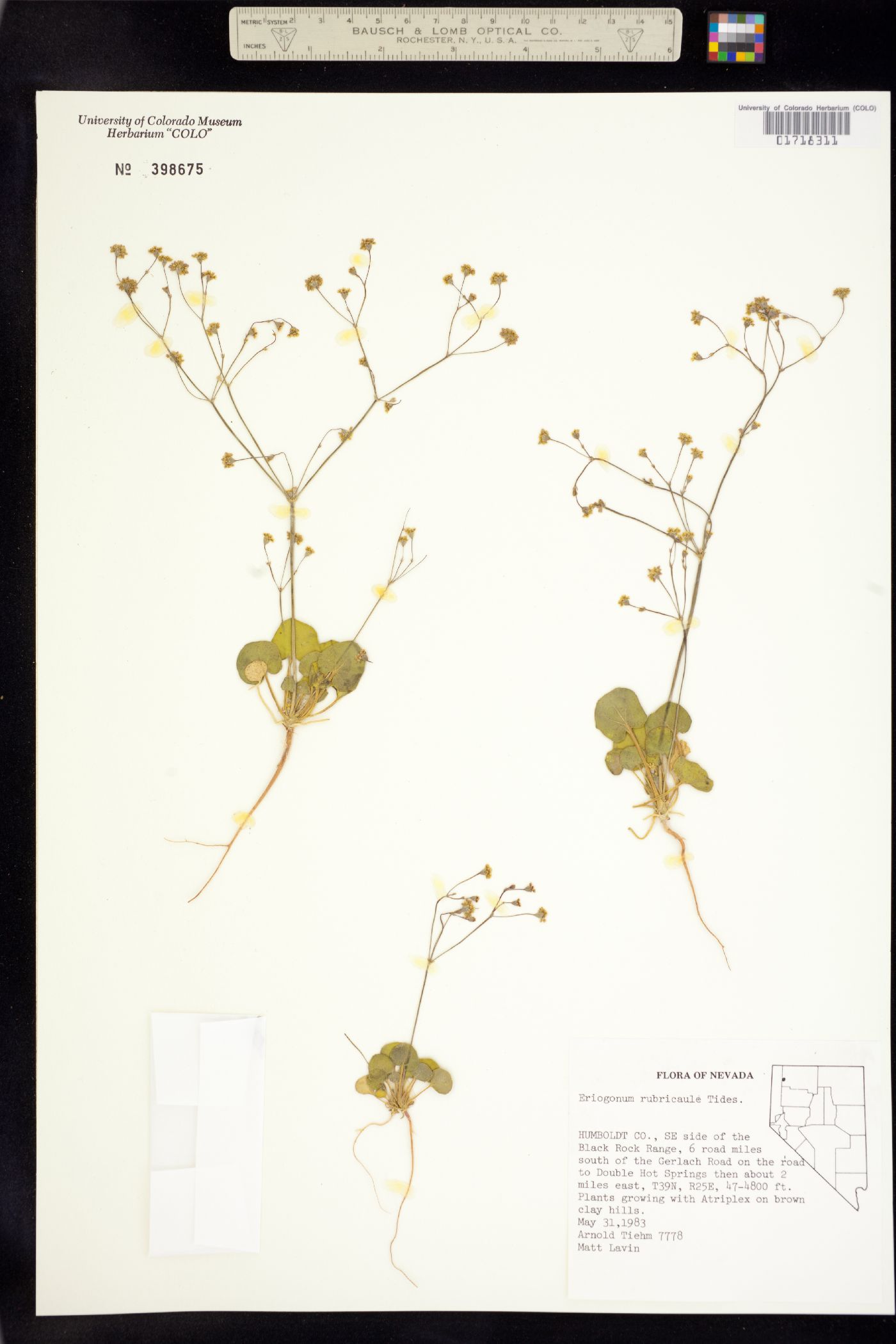 Eriogonum rubricaule image