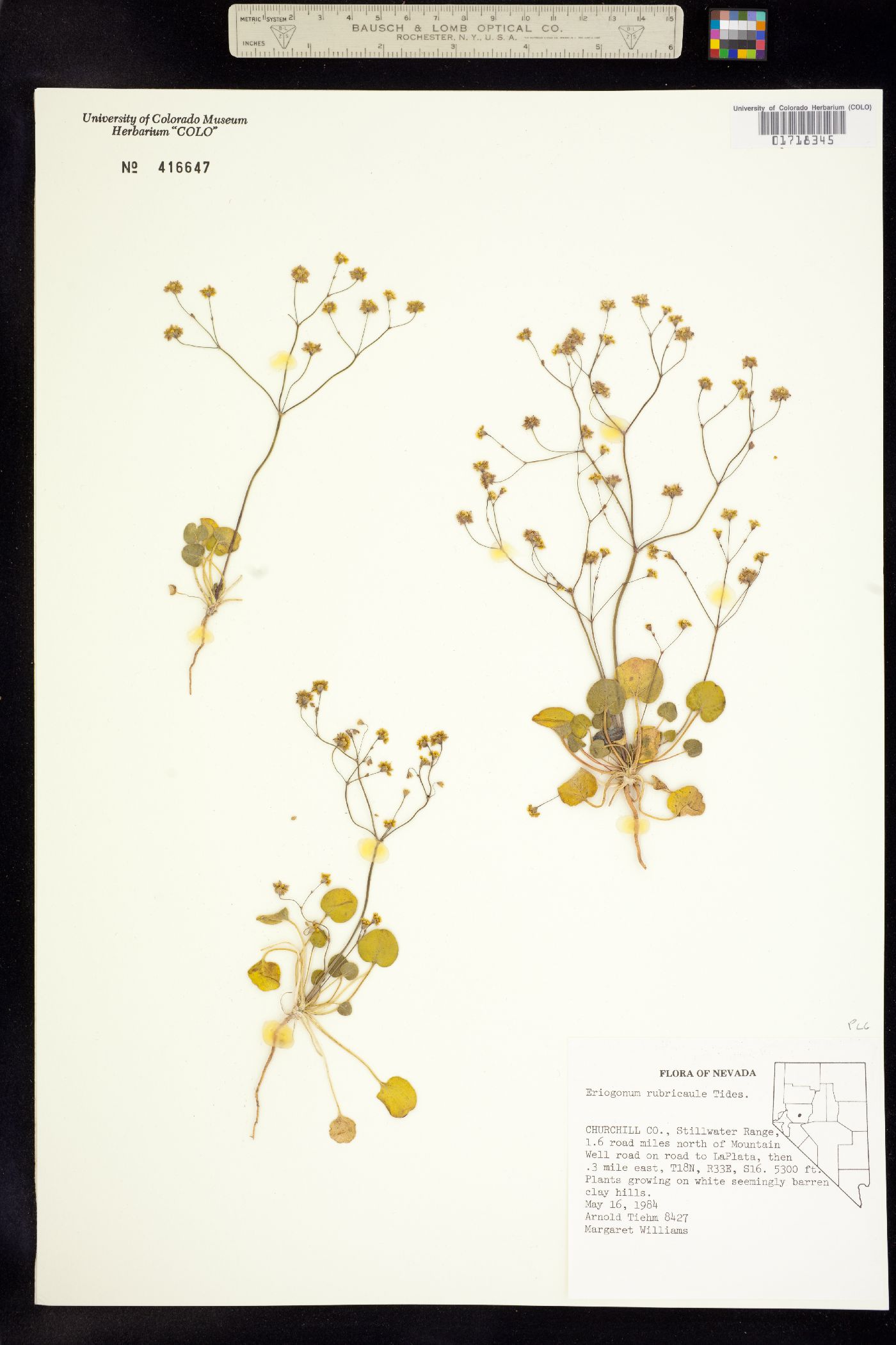 Eriogonum rubricaule image