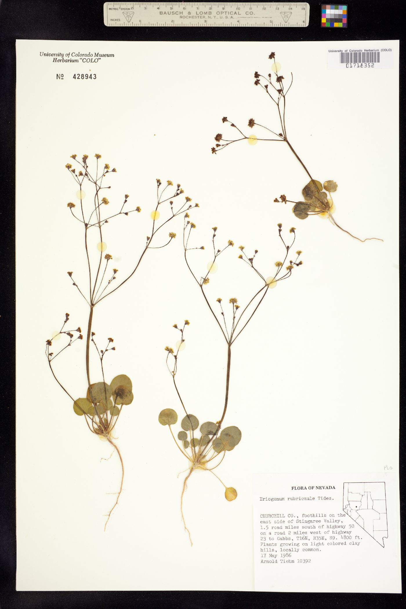 Eriogonum rubricaule image