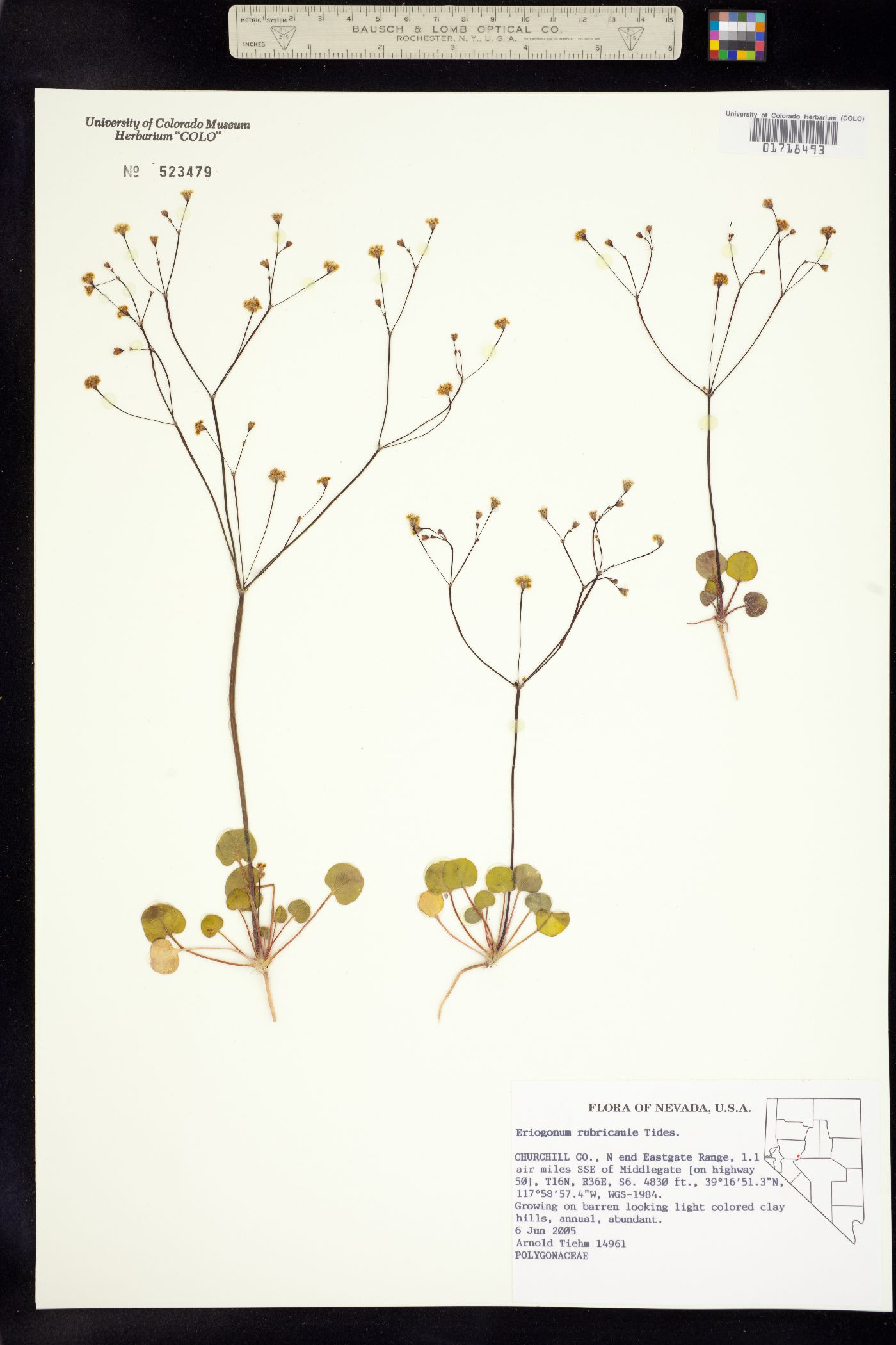 Eriogonum rubricaule image