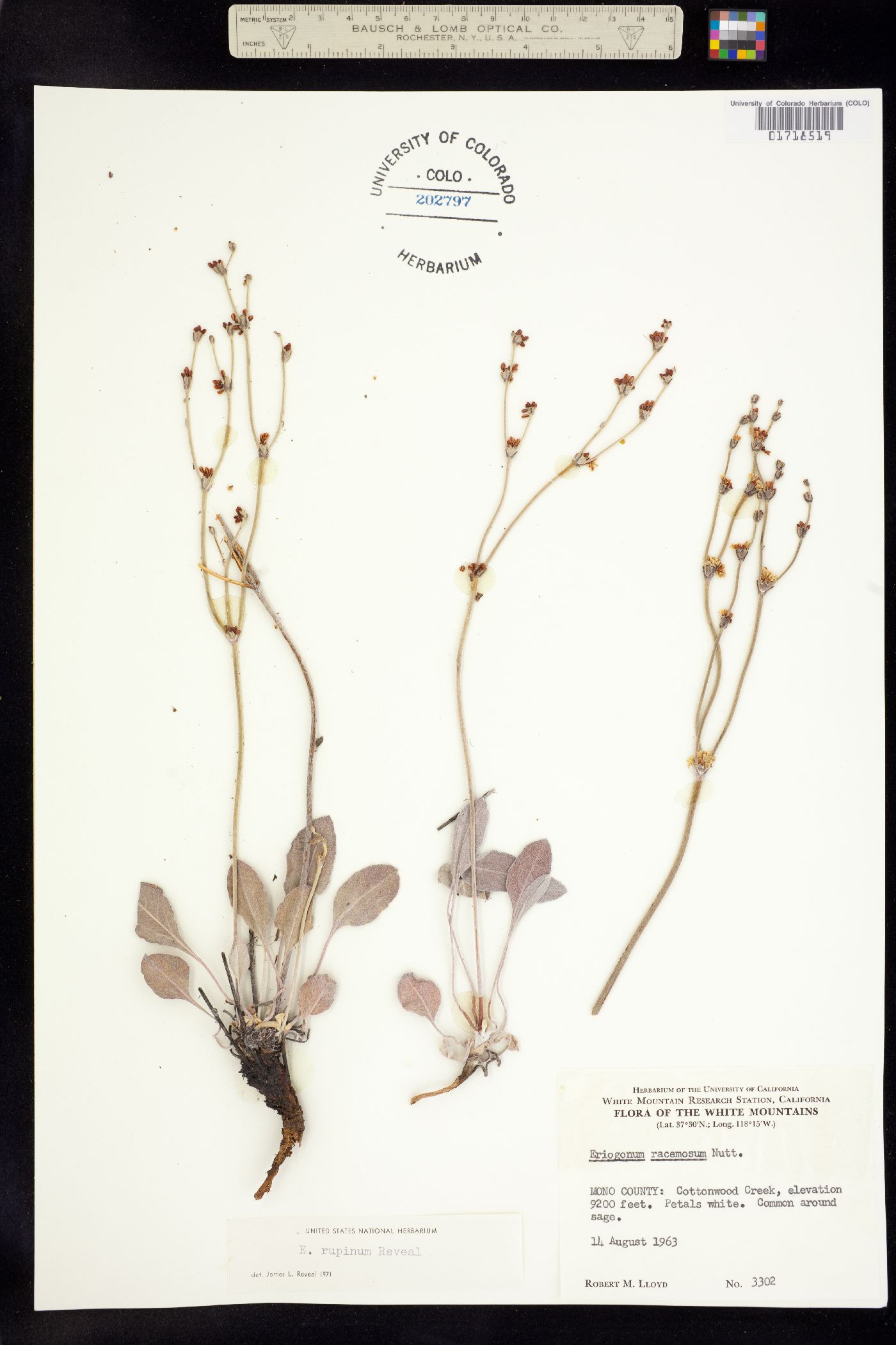 Eriogonum rupinum image