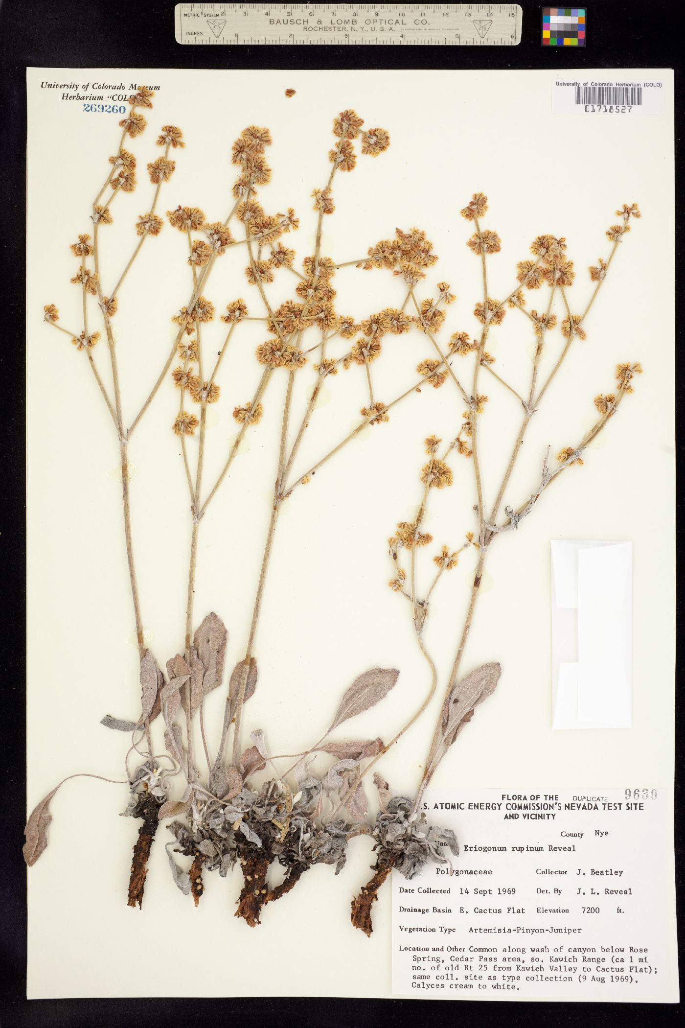 Eriogonum rupinum image