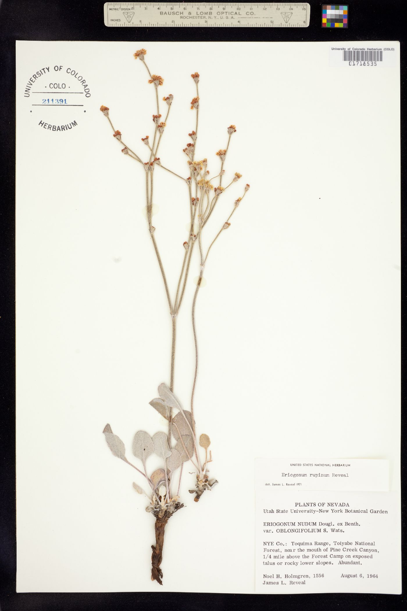 Eriogonum rupinum image