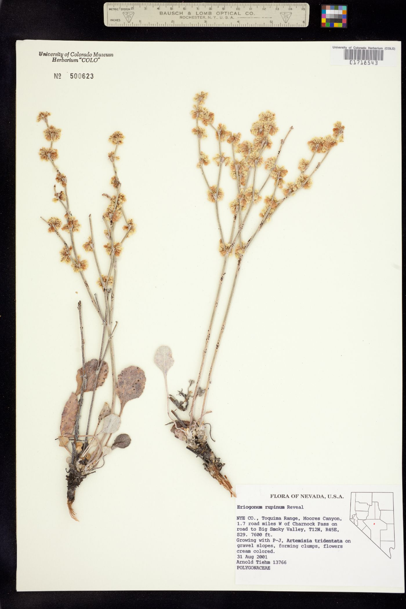 Eriogonum rupinum image