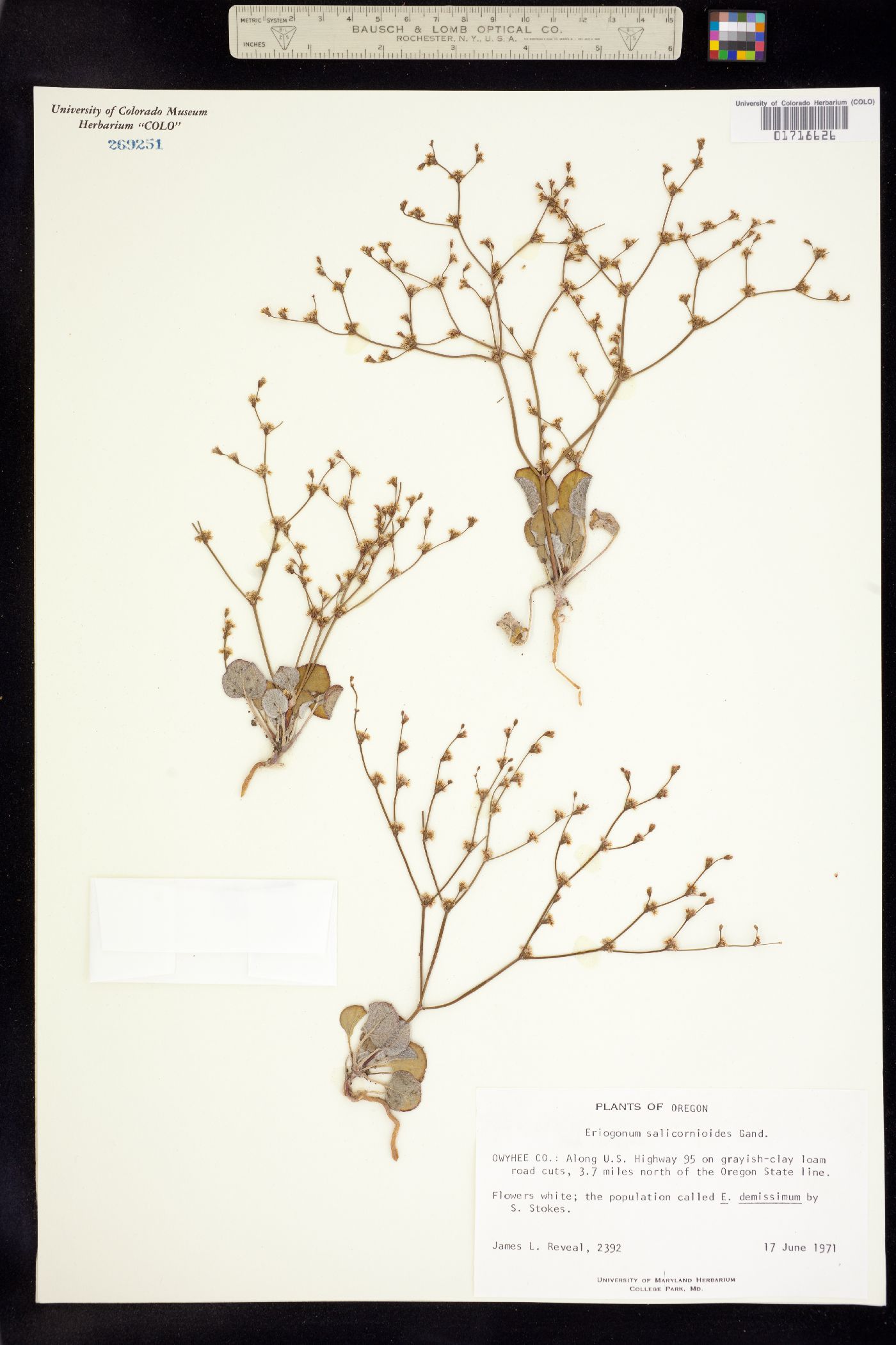Eriogonum salicornioides image