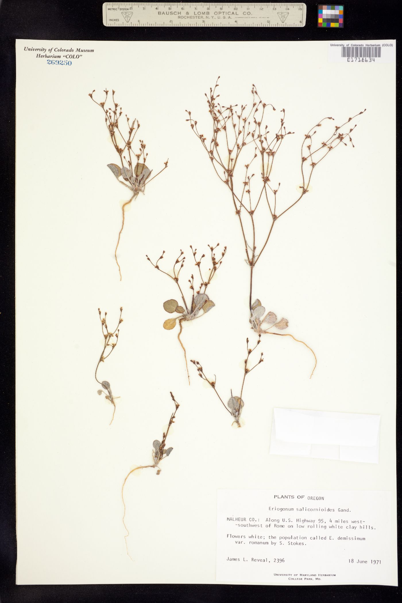 Eriogonum salicornioides image