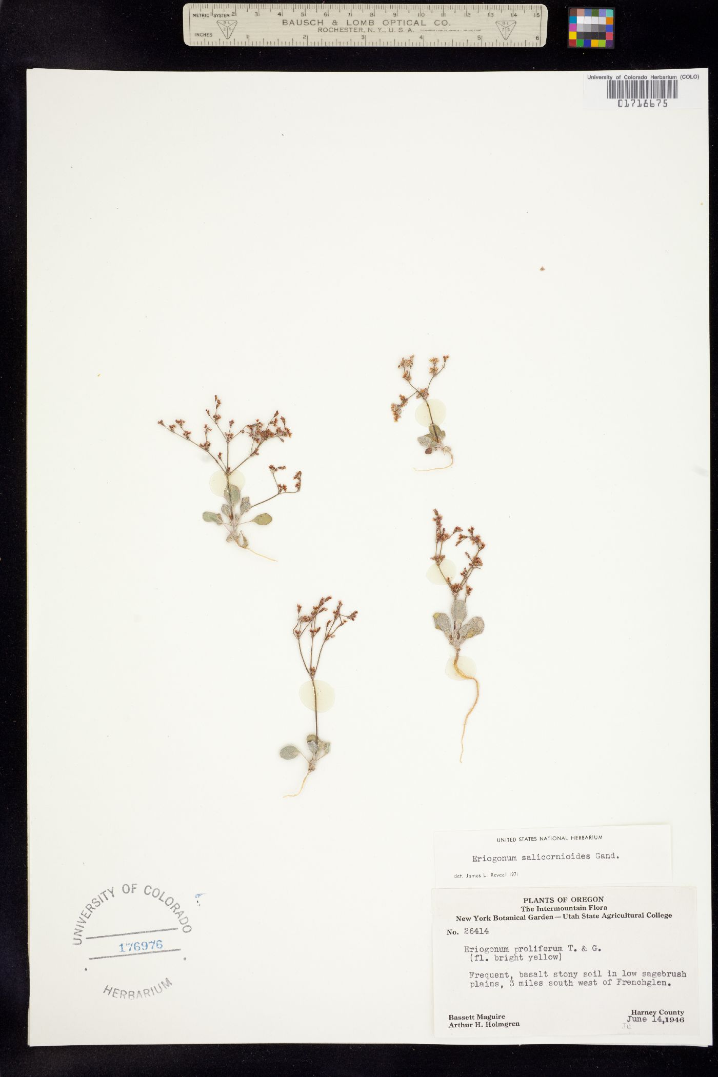 Eriogonum salicornioides image