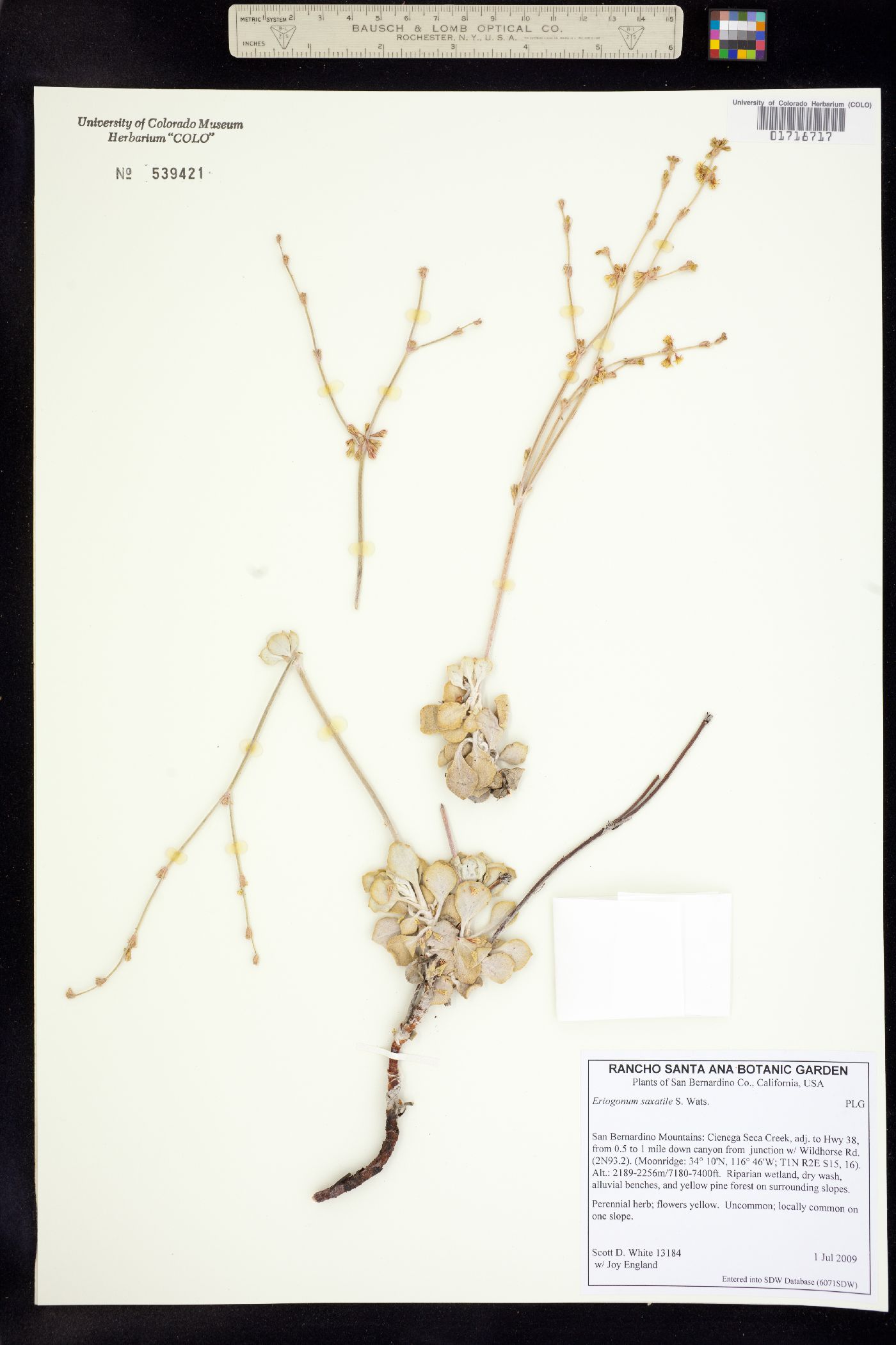 Eriogonum saxatile image