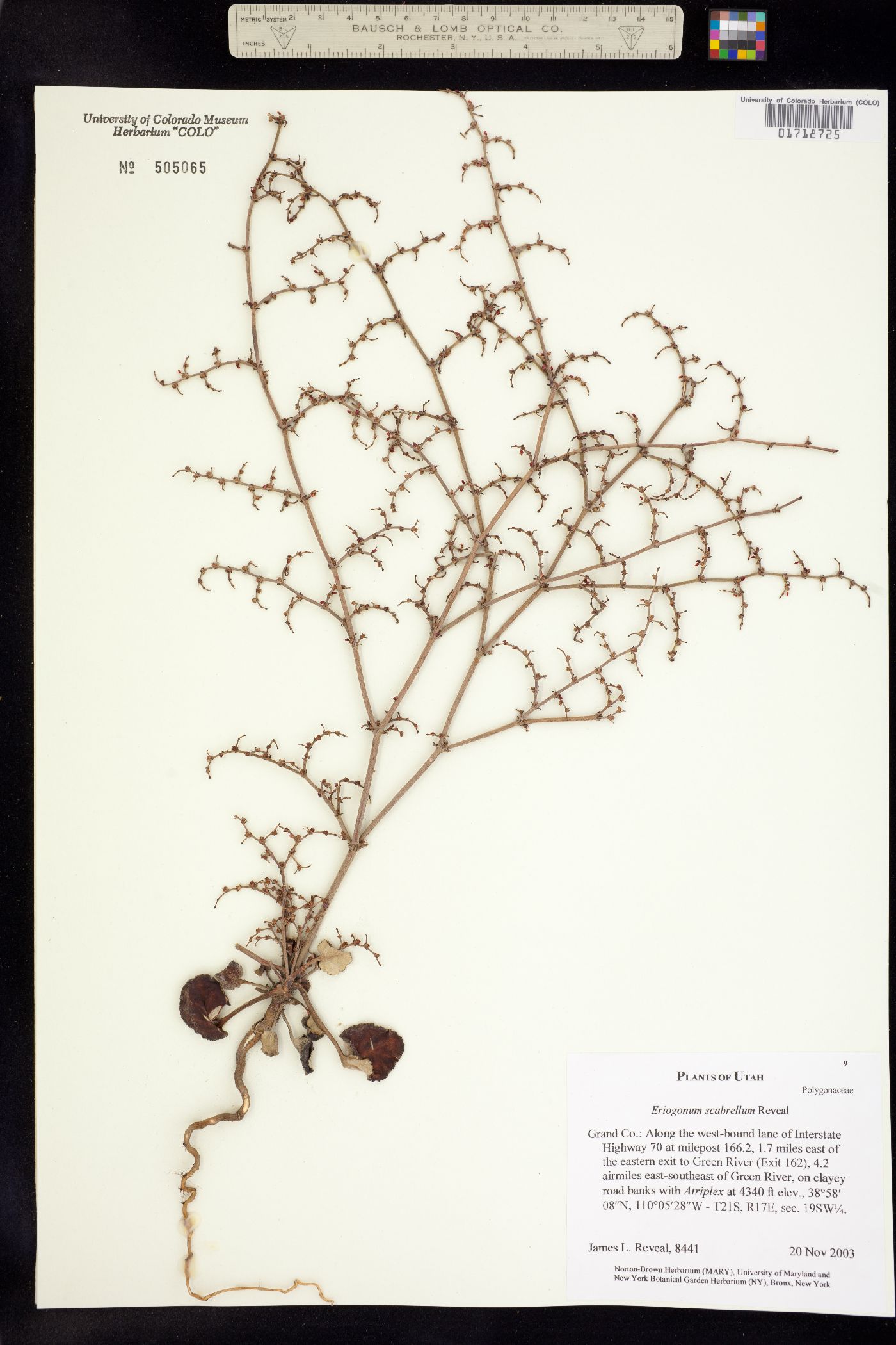 Eriogonum scabrellum image