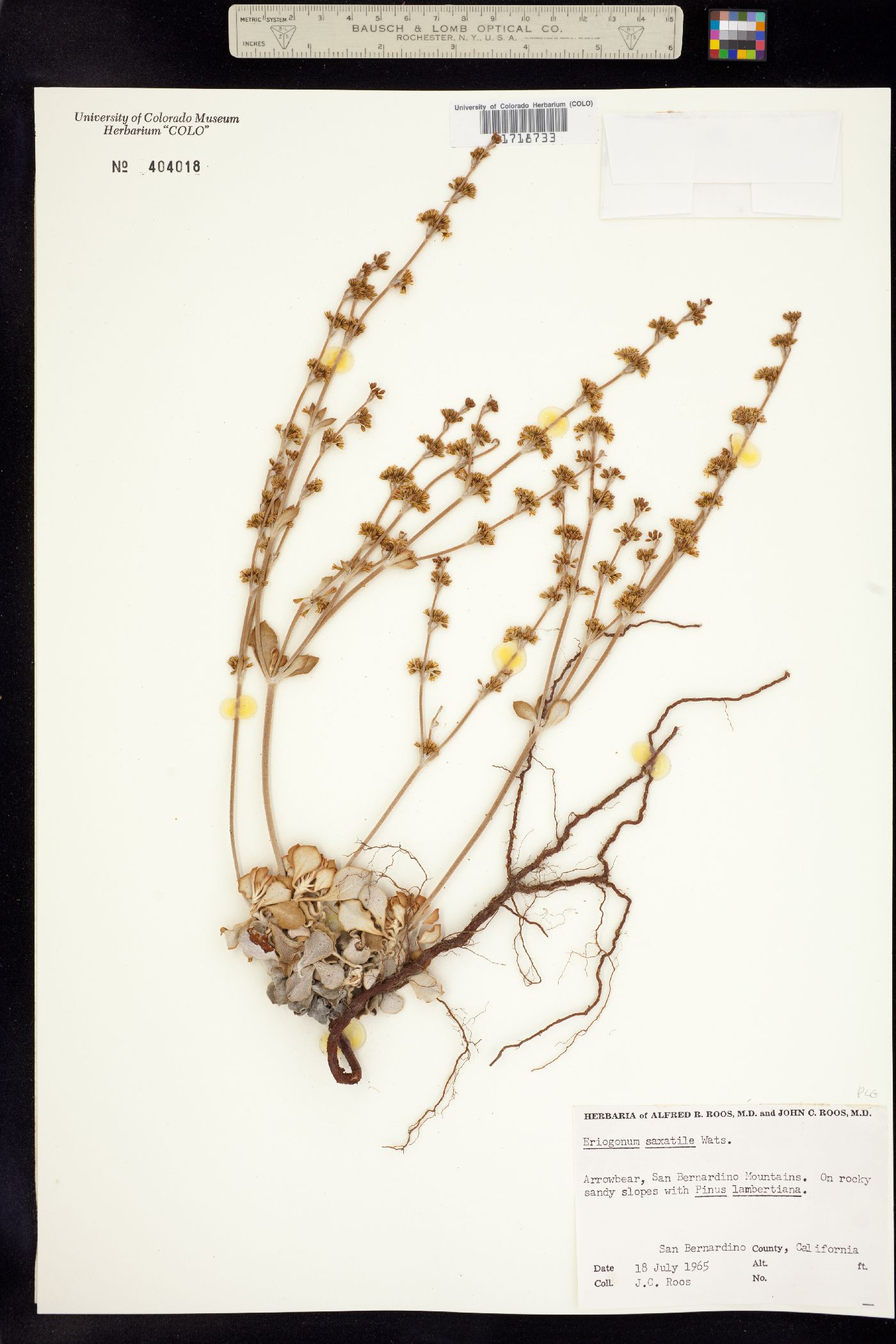 Eriogonum saxatile image