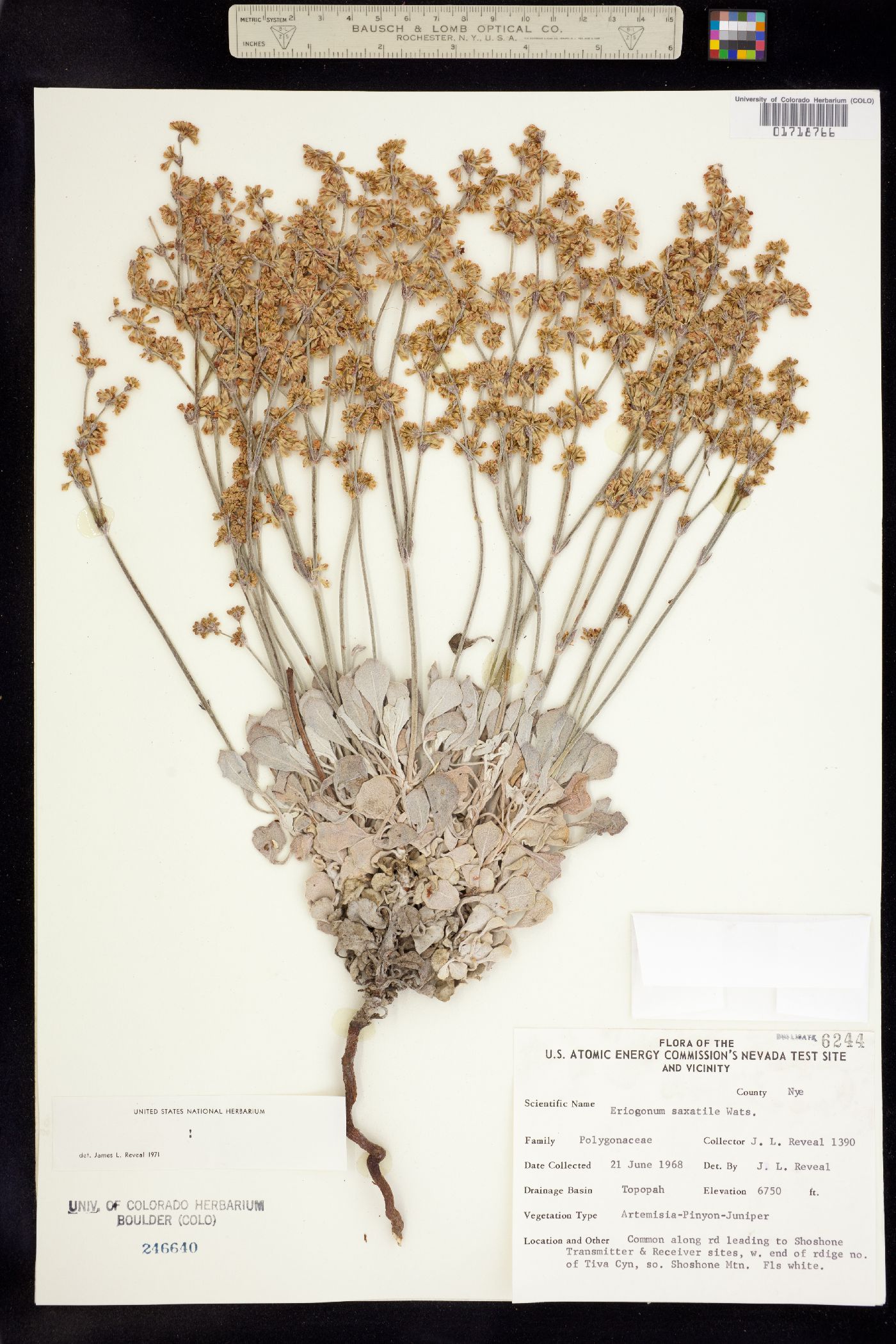 Eriogonum saxatile image