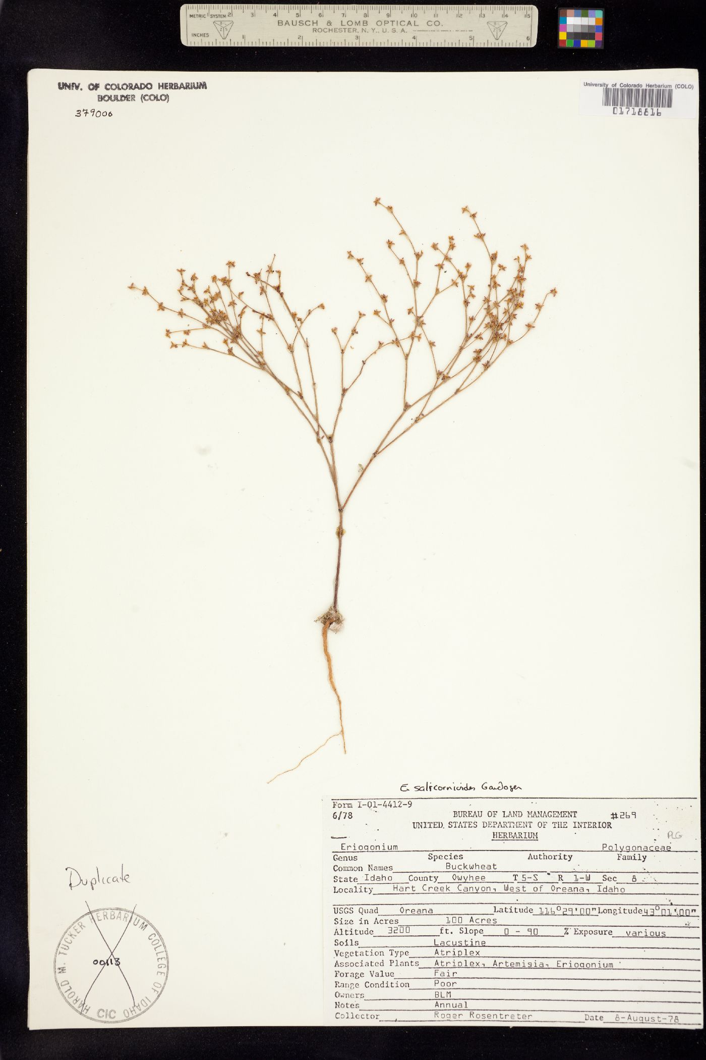 Eriogonum salicornioides image