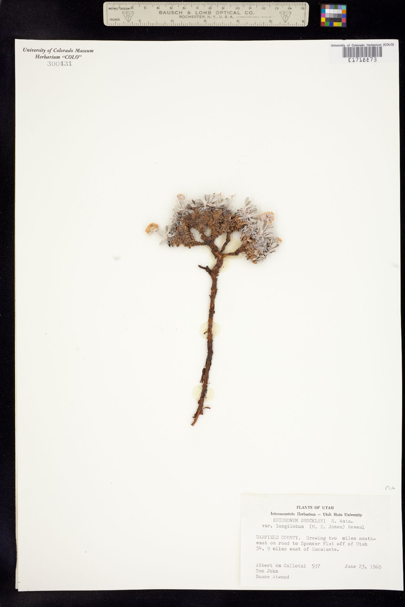 Eriogonum shockleyi image