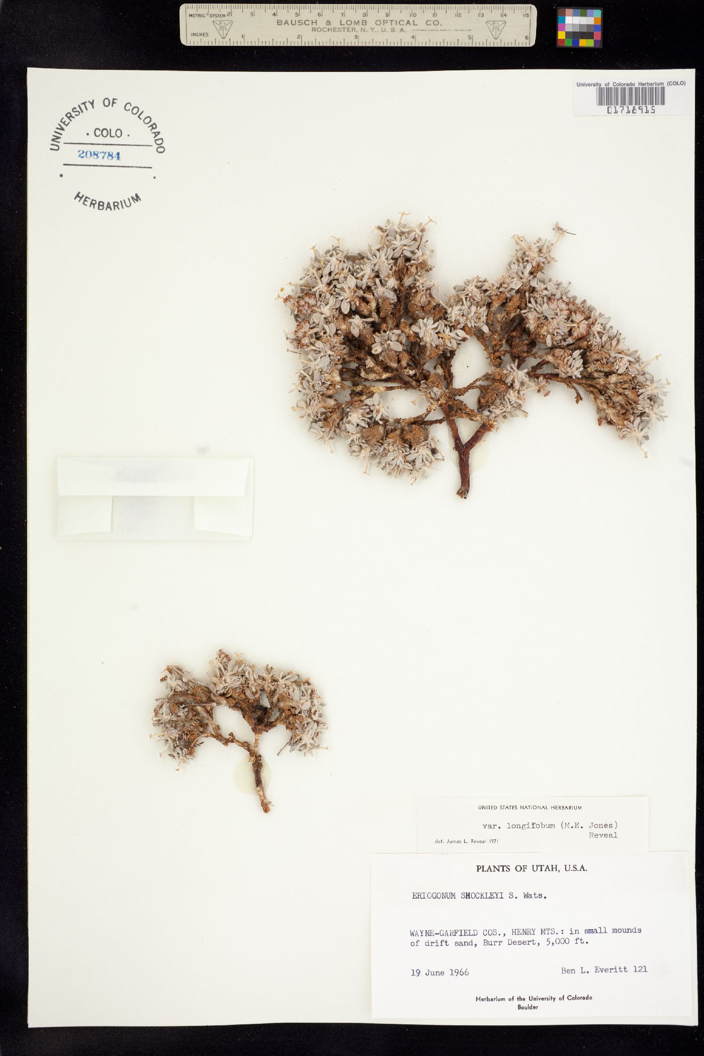 Eriogonum shockleyi image