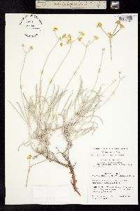 Image of Eriogonum spathulatum