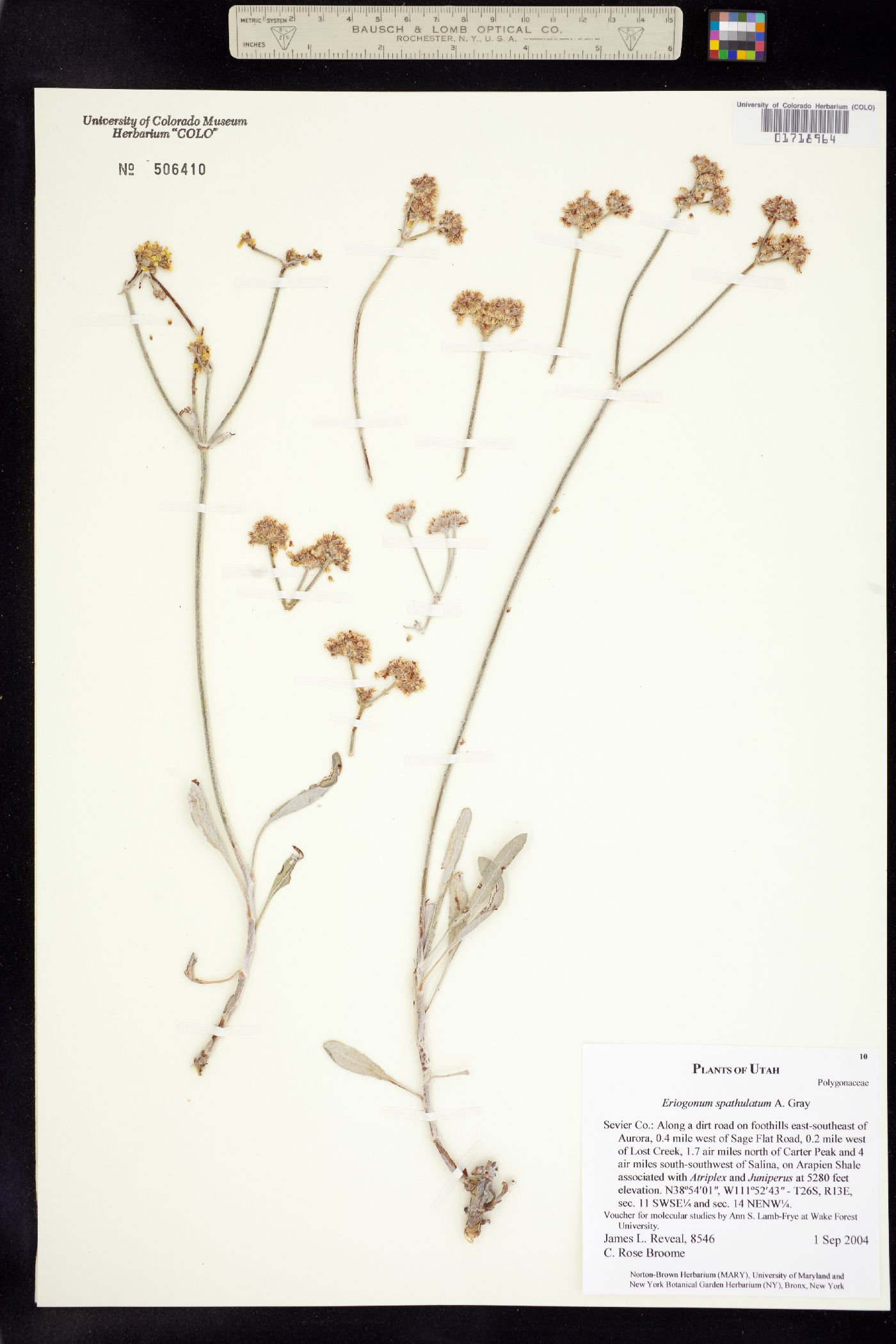 Eriogonum spathulatum image
