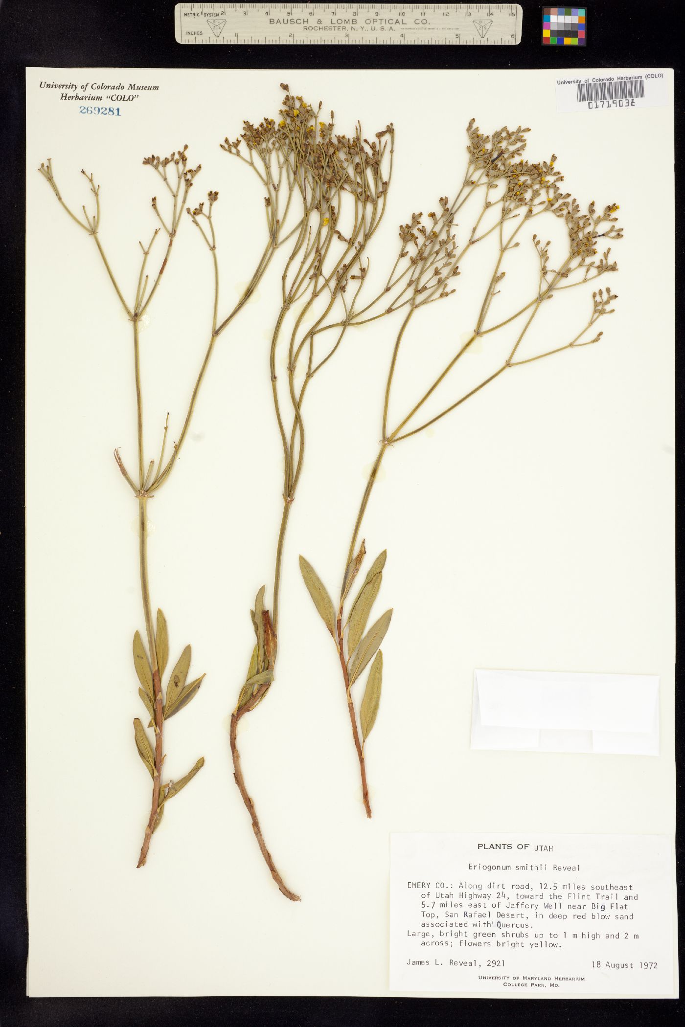 Eriogonum smithii image