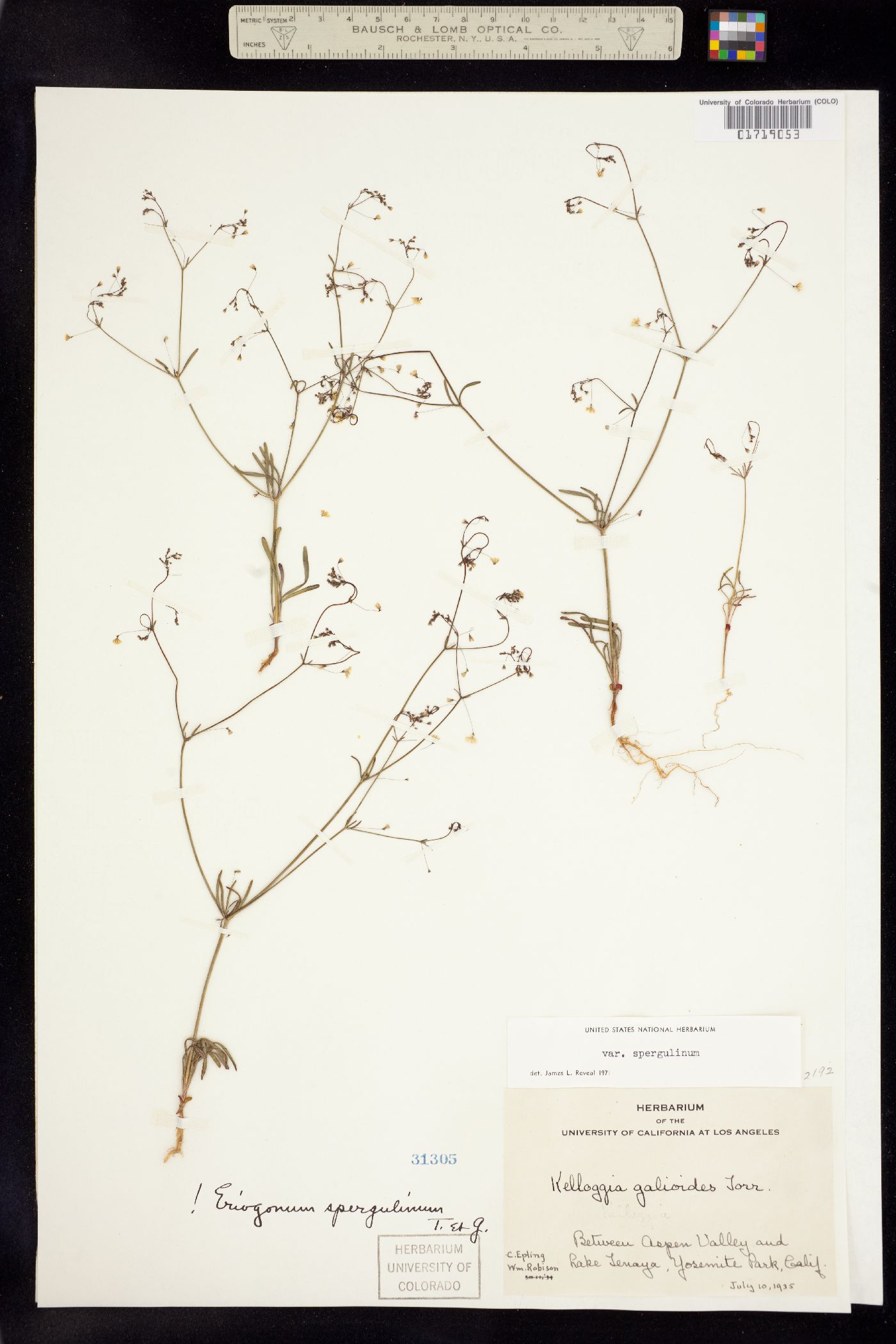 Eriogonum spergulinum image