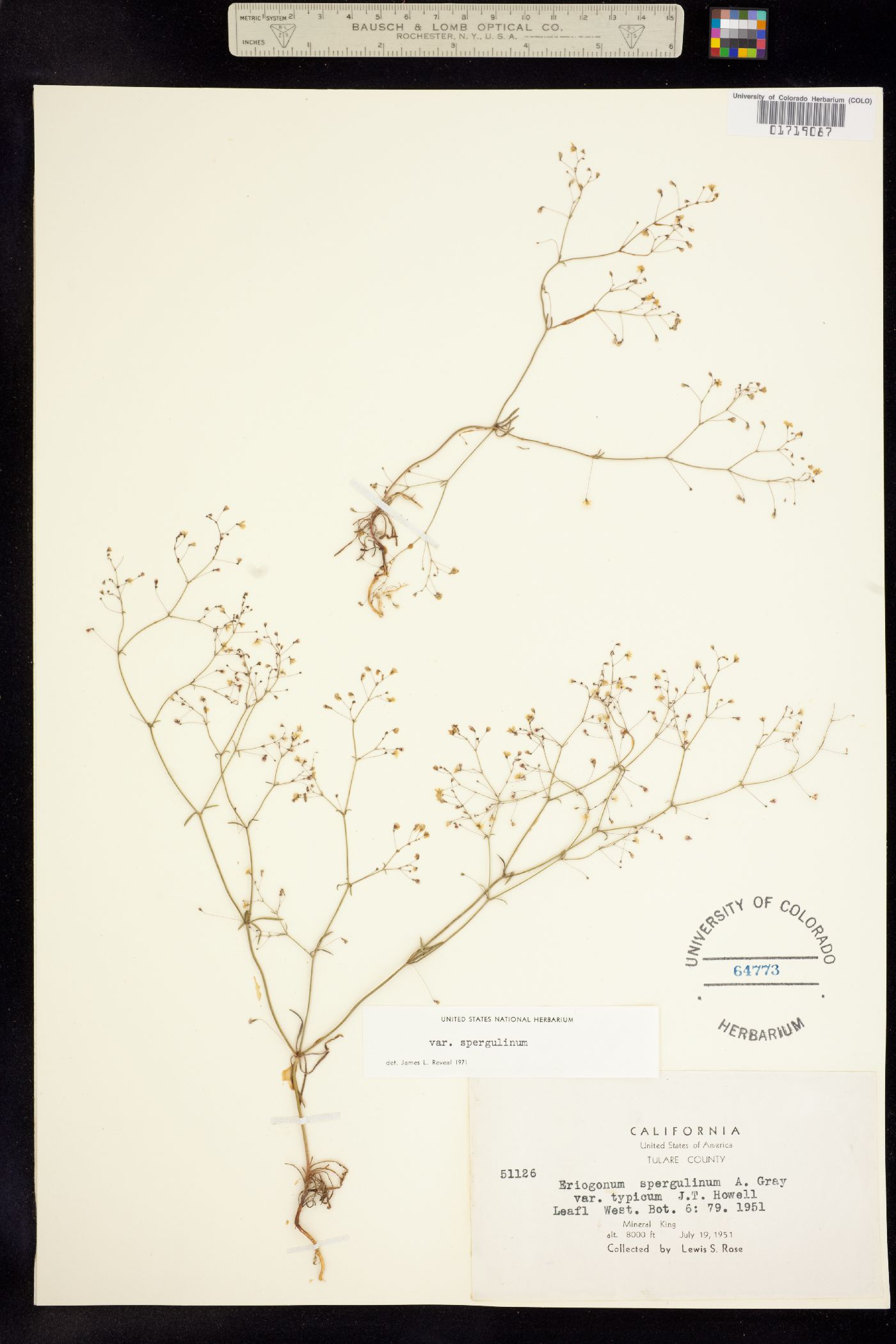 Eriogonum spergulinum image