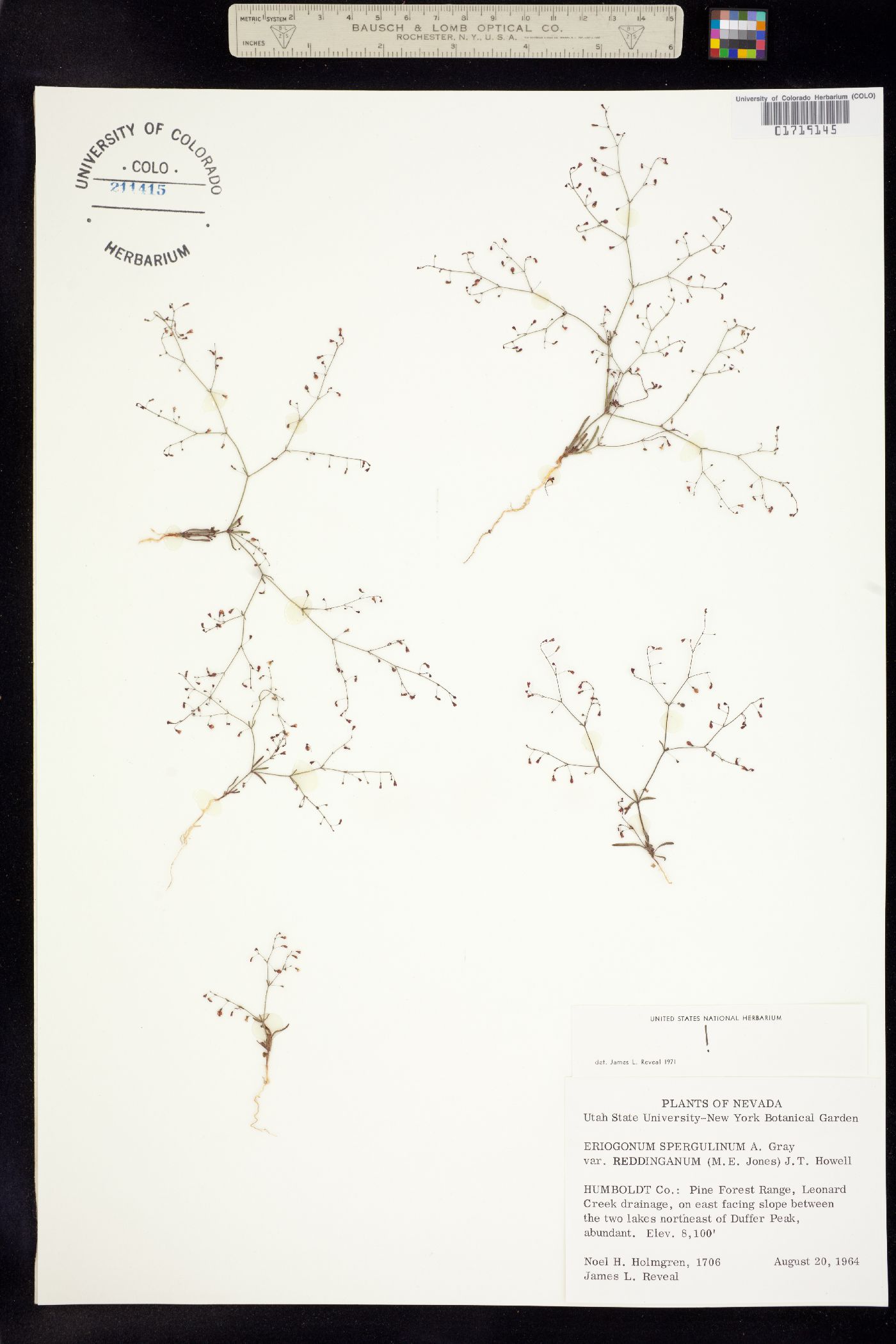 Eriogonum spergulinum image
