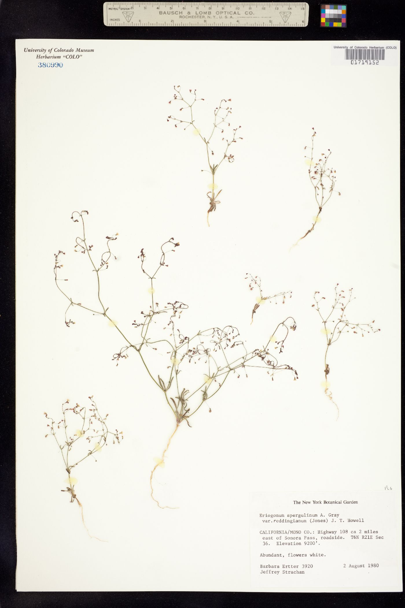 Eriogonum spergulinum image