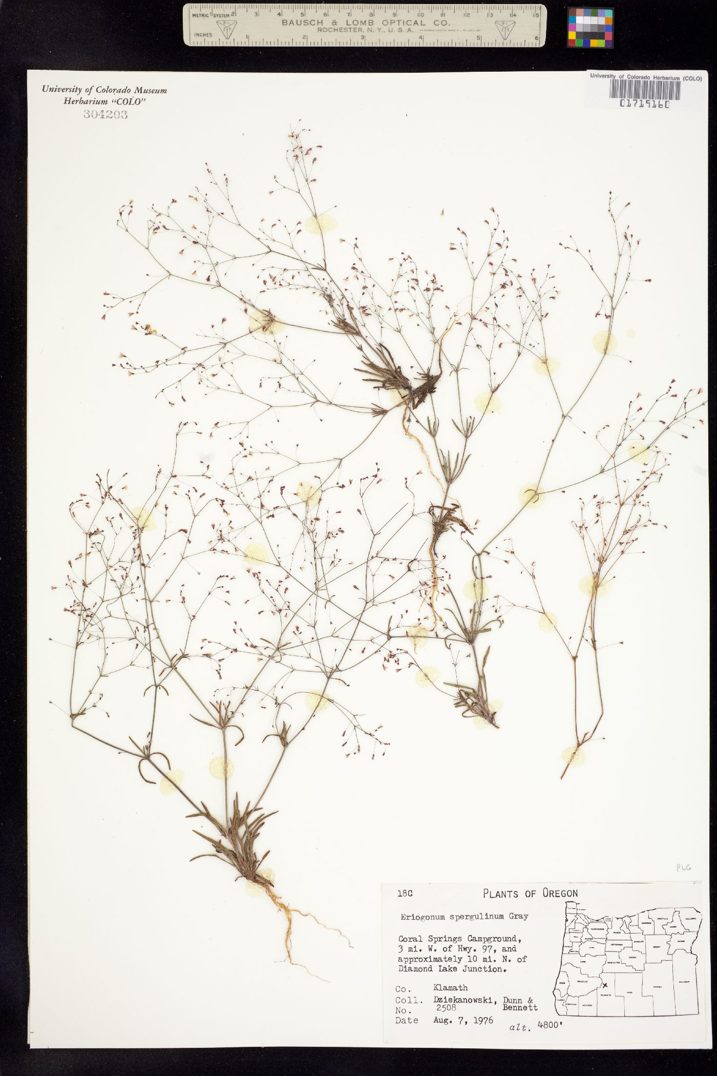 Eriogonum spergulinum image