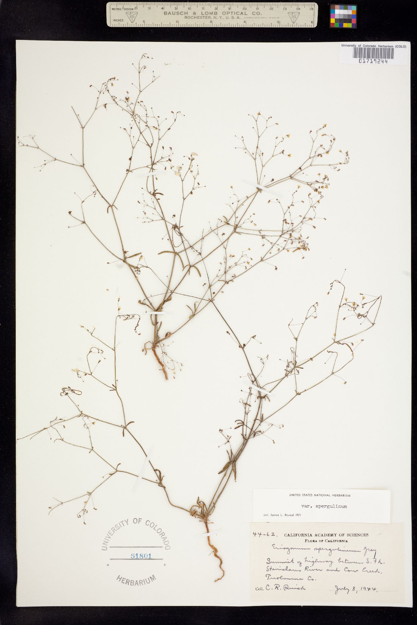 Eriogonum spergulinum var. spergulinum image
