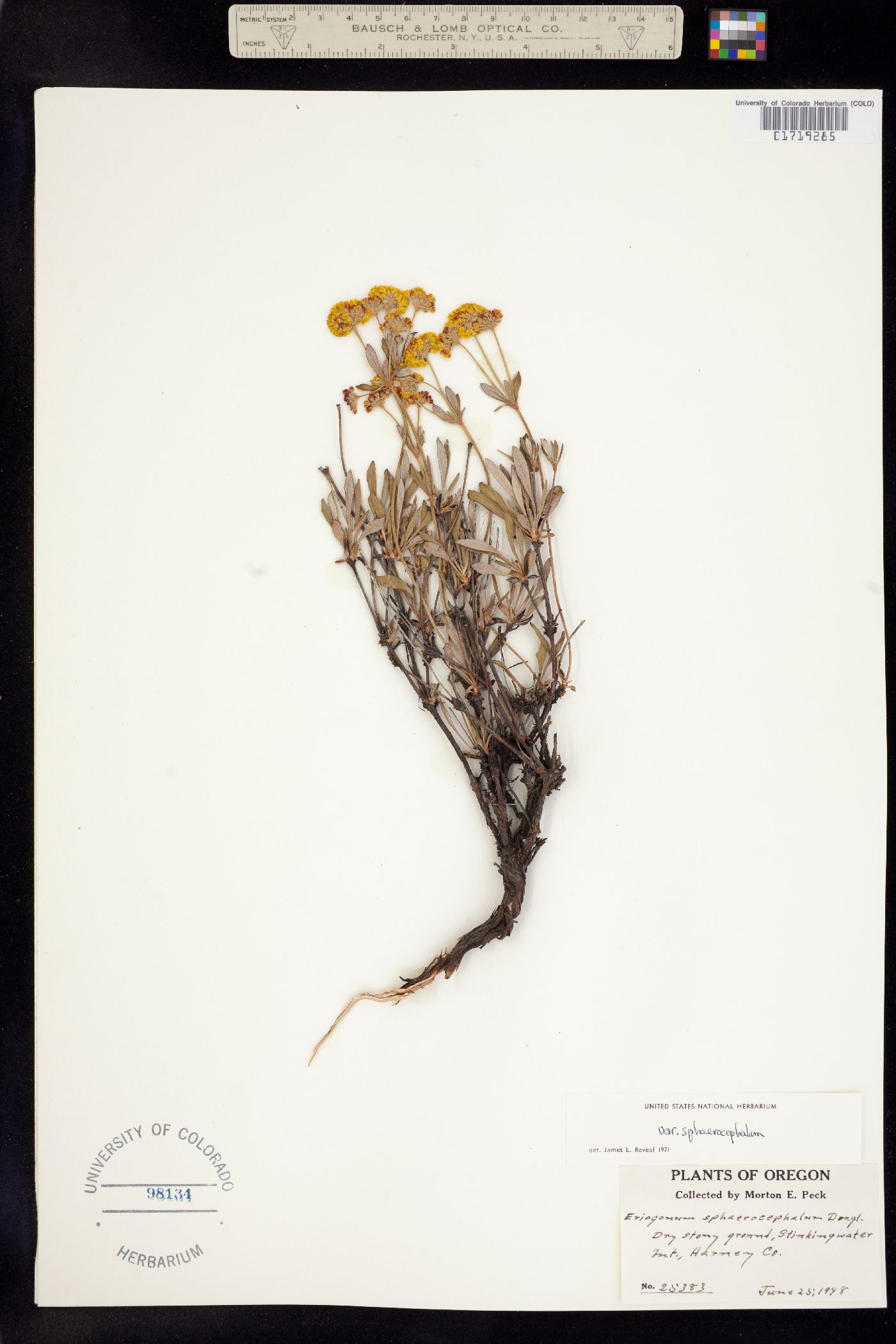 Eriogonum sphaerocephalum image