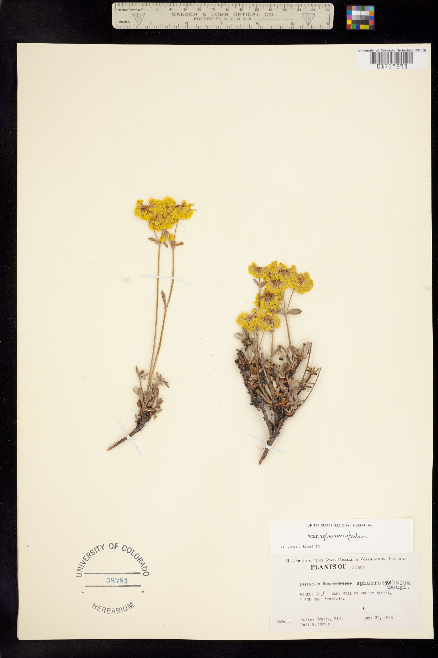 Eriogonum sphaerocephalum image