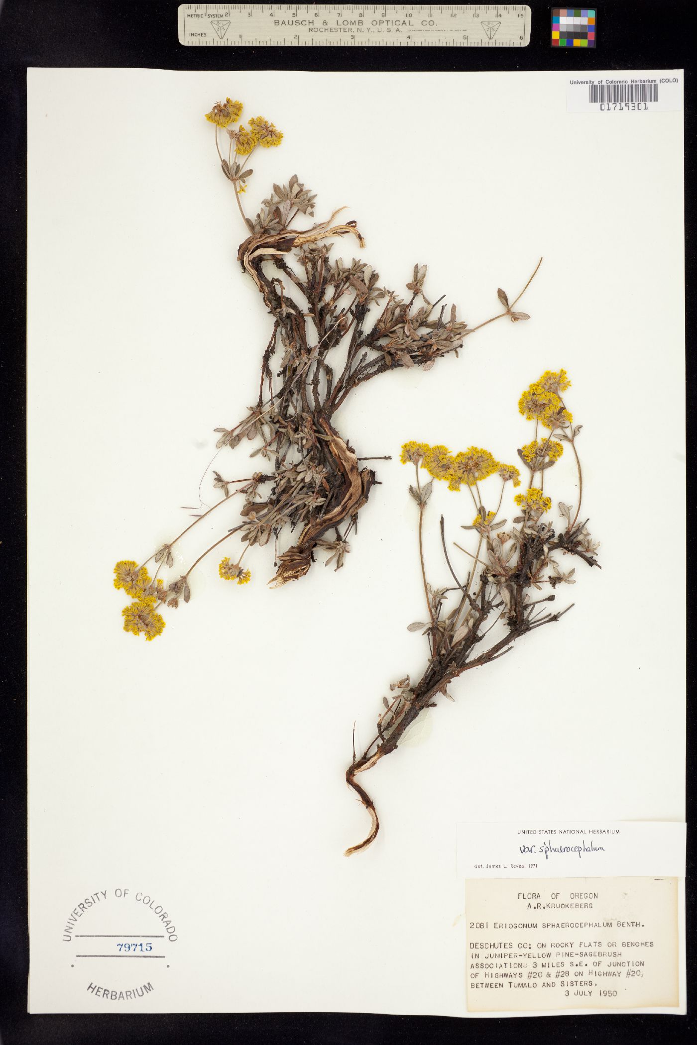 Eriogonum sphaerocephalum image