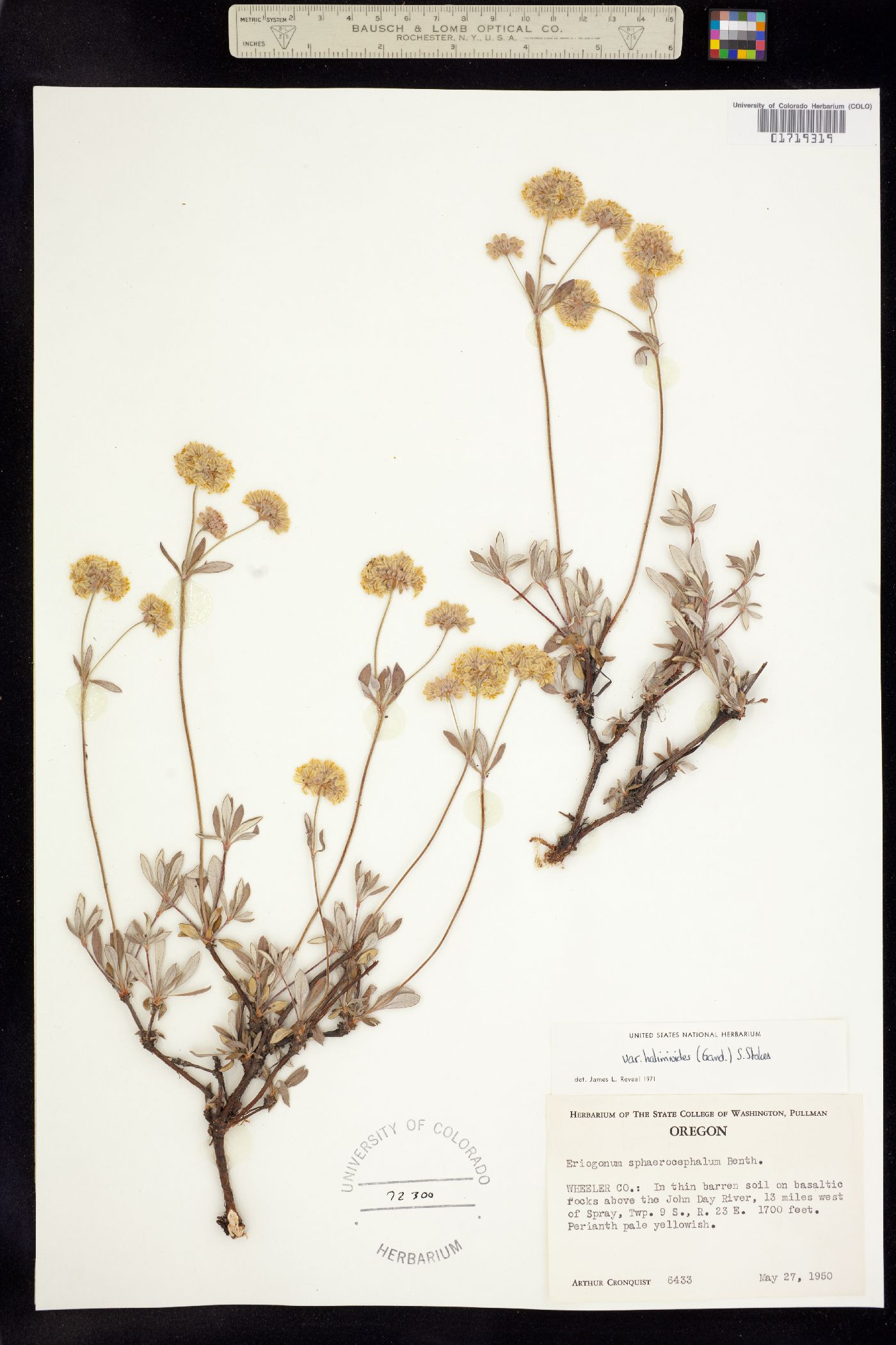 Eriogonum sphaerocephalum image