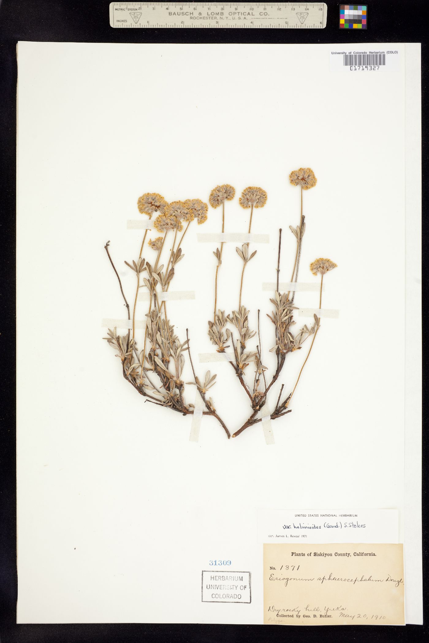 Eriogonum sphaerocephalum image