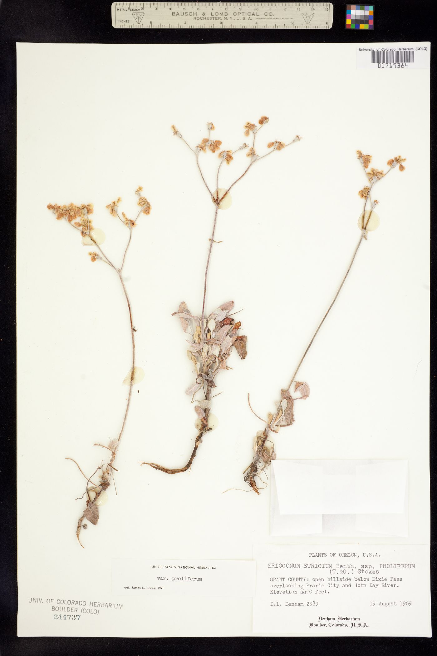 Eriogonum strictum image