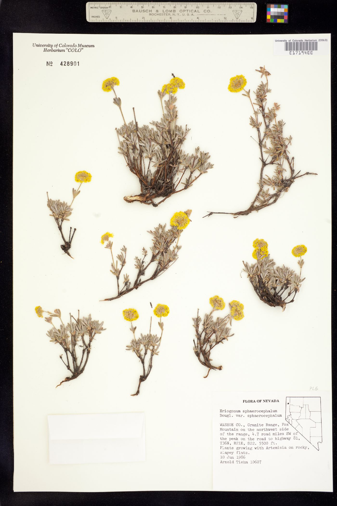 Eriogonum sphaerocephalum image
