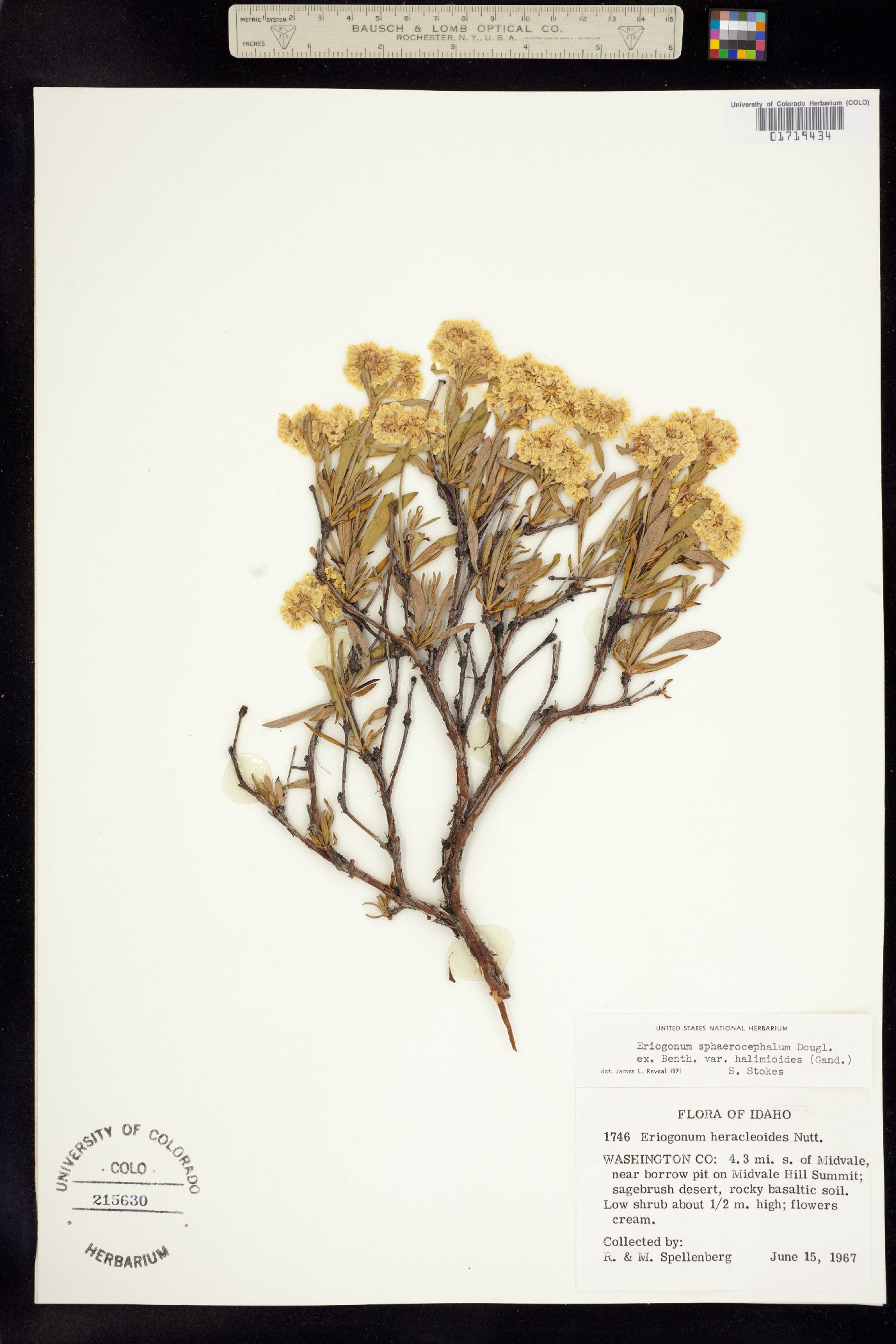 Eriogonum sphaerocephalum var. halimioides image