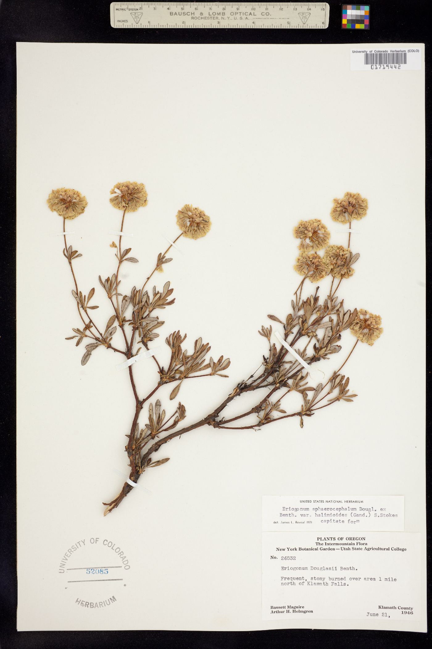 Eriogonum sphaerocephalum image